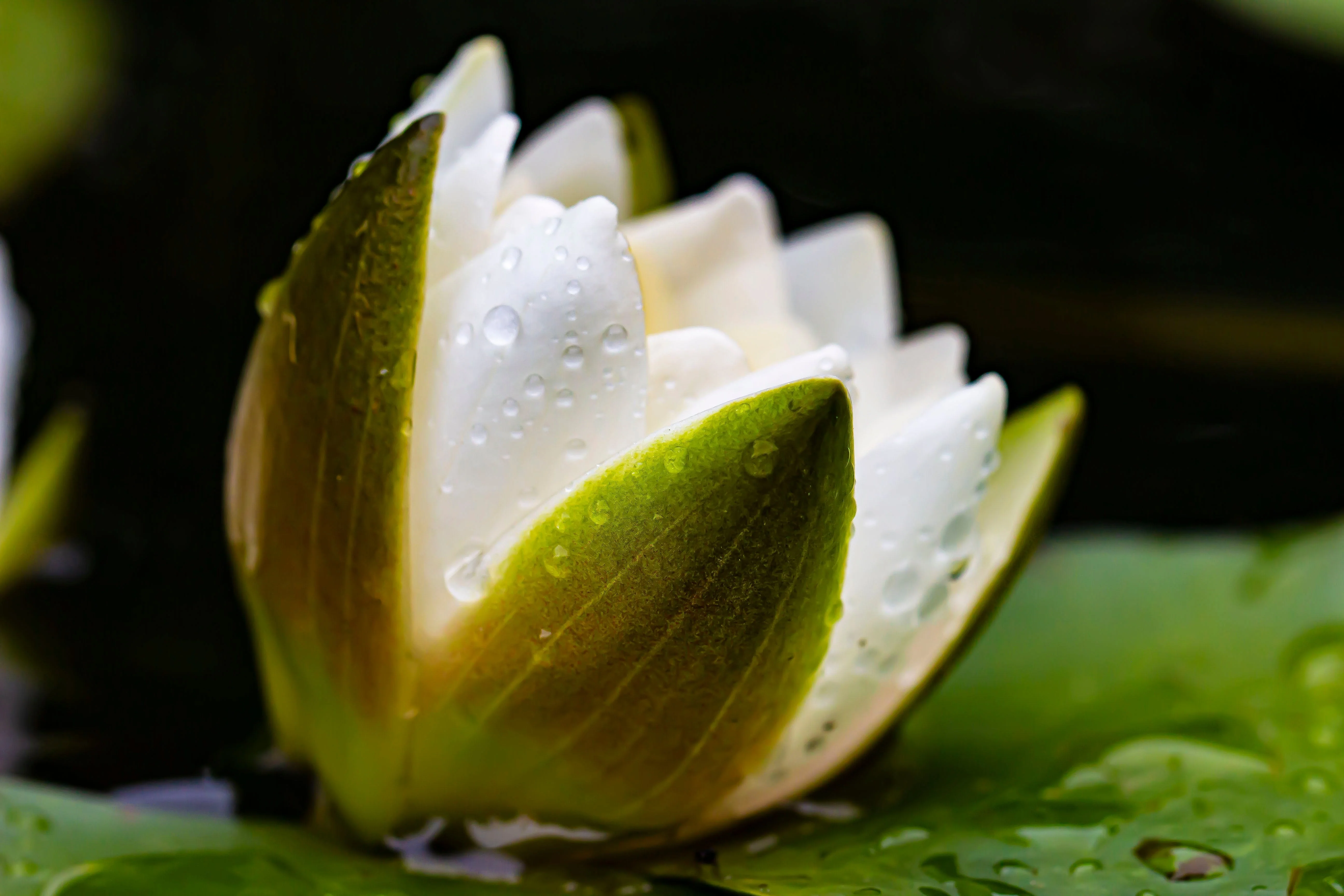 10 WHITE WATER LILY / Lily Pad / Sacred Asian Water Lotus Nymphaea Ampla Flower Seeds - Image 6