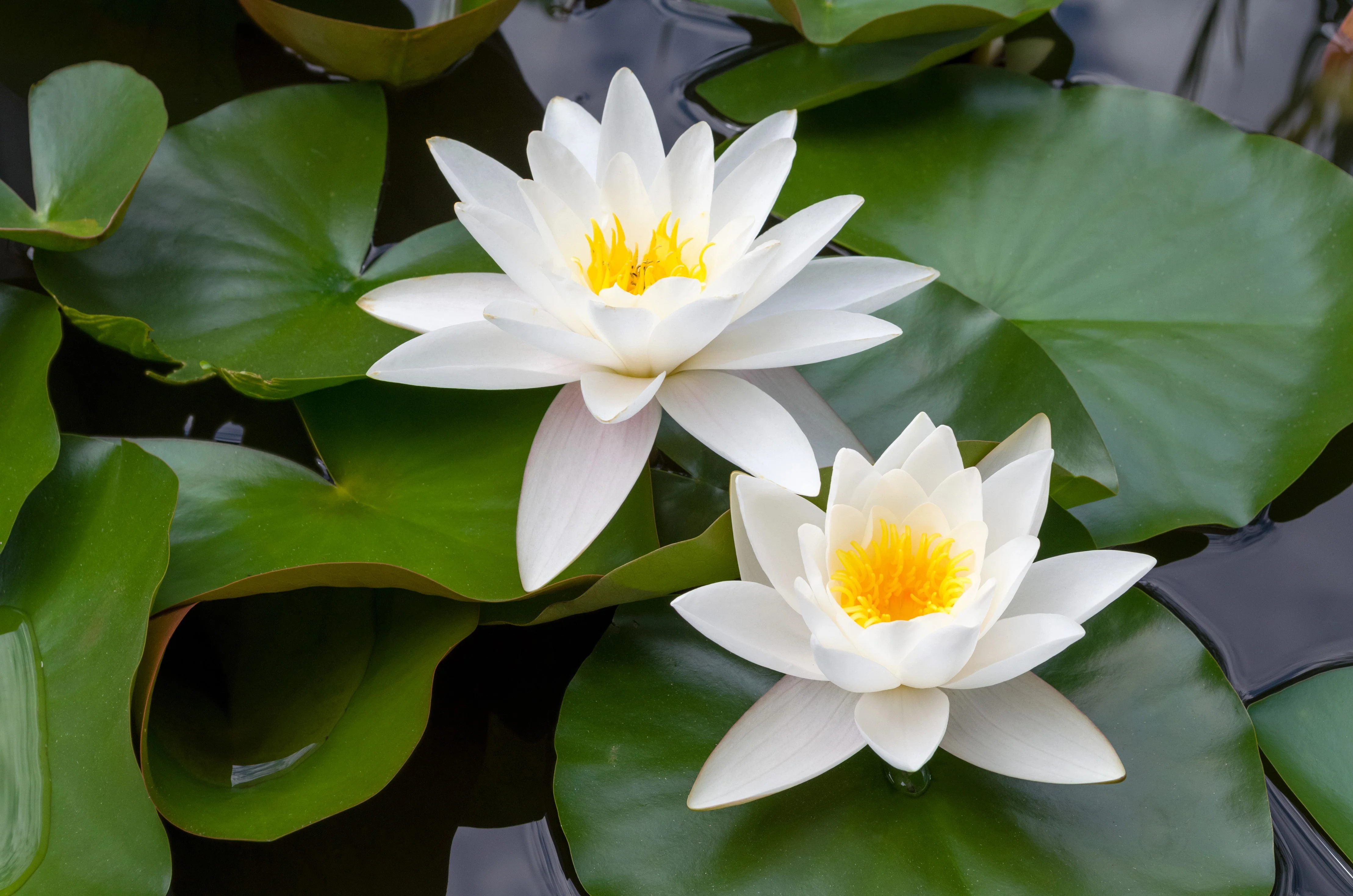 10 WHITE WATER LILY / Lily Pad / Sacred Asian Water Lotus Nymphaea Ampla Flower Seeds - Image 7