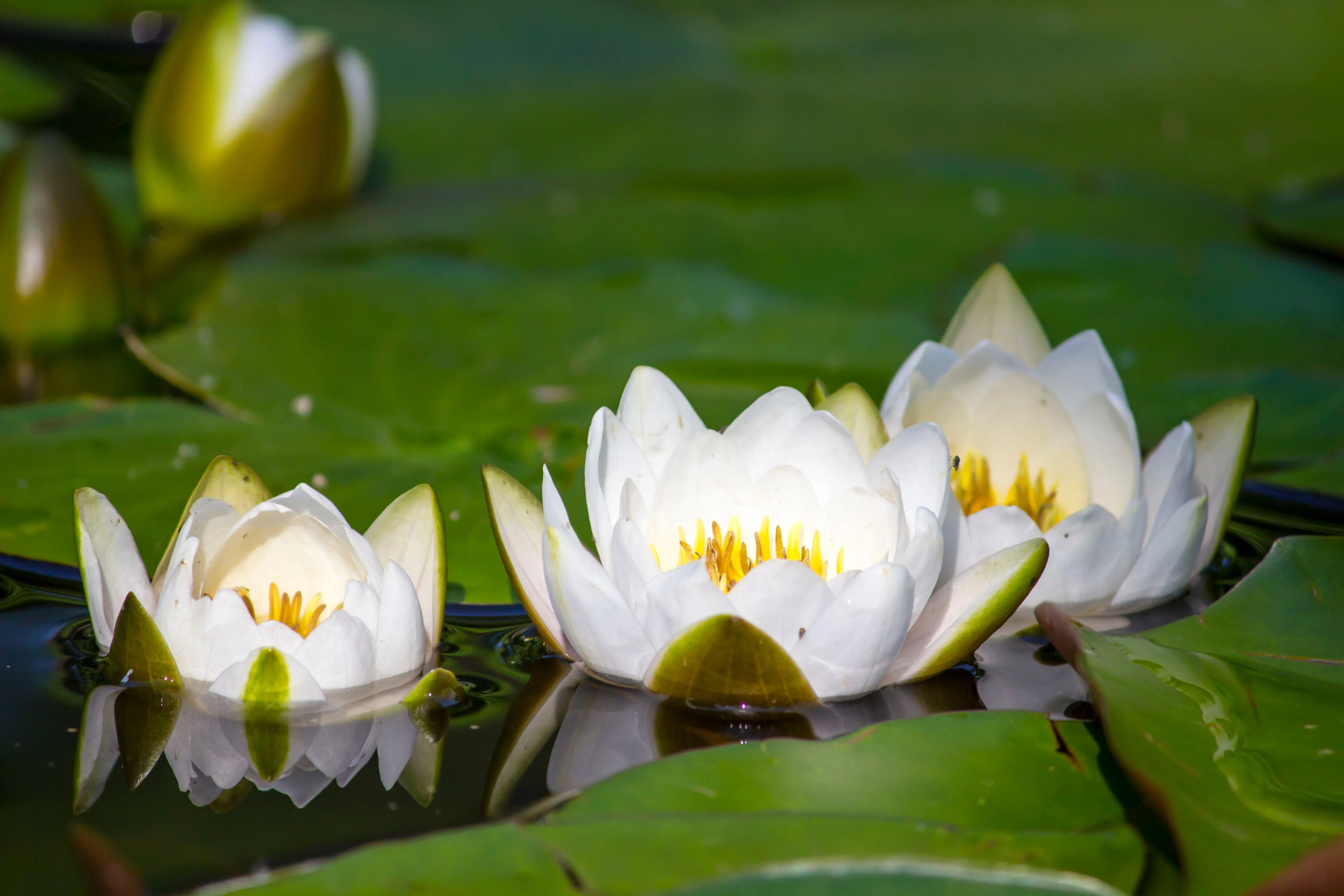 10 WHITE WATER LILY / Lily Pad / Sacred Asian Water Lotus Nymphaea Ampla Flower Seeds - Image 8