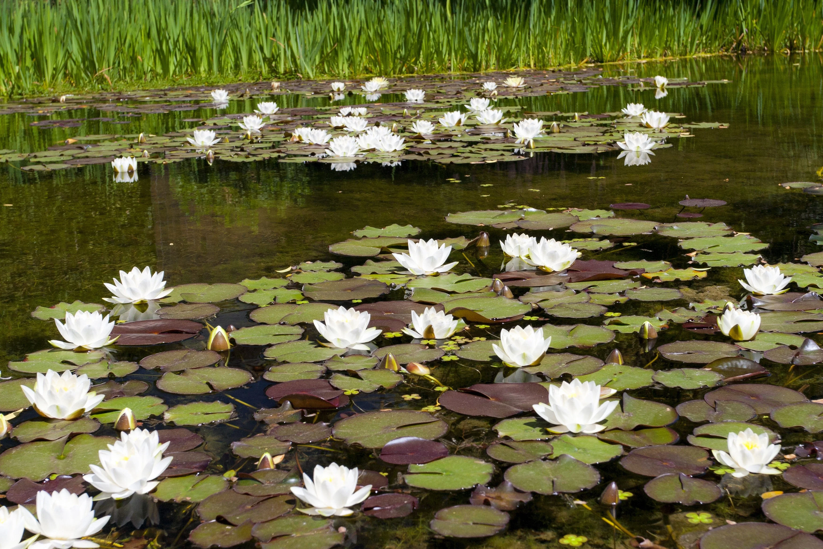 10 WHITE WATER LILY / Lily Pad / Sacred Asian Water Lotus Nymphaea Ampla Flower Seeds - Image 9