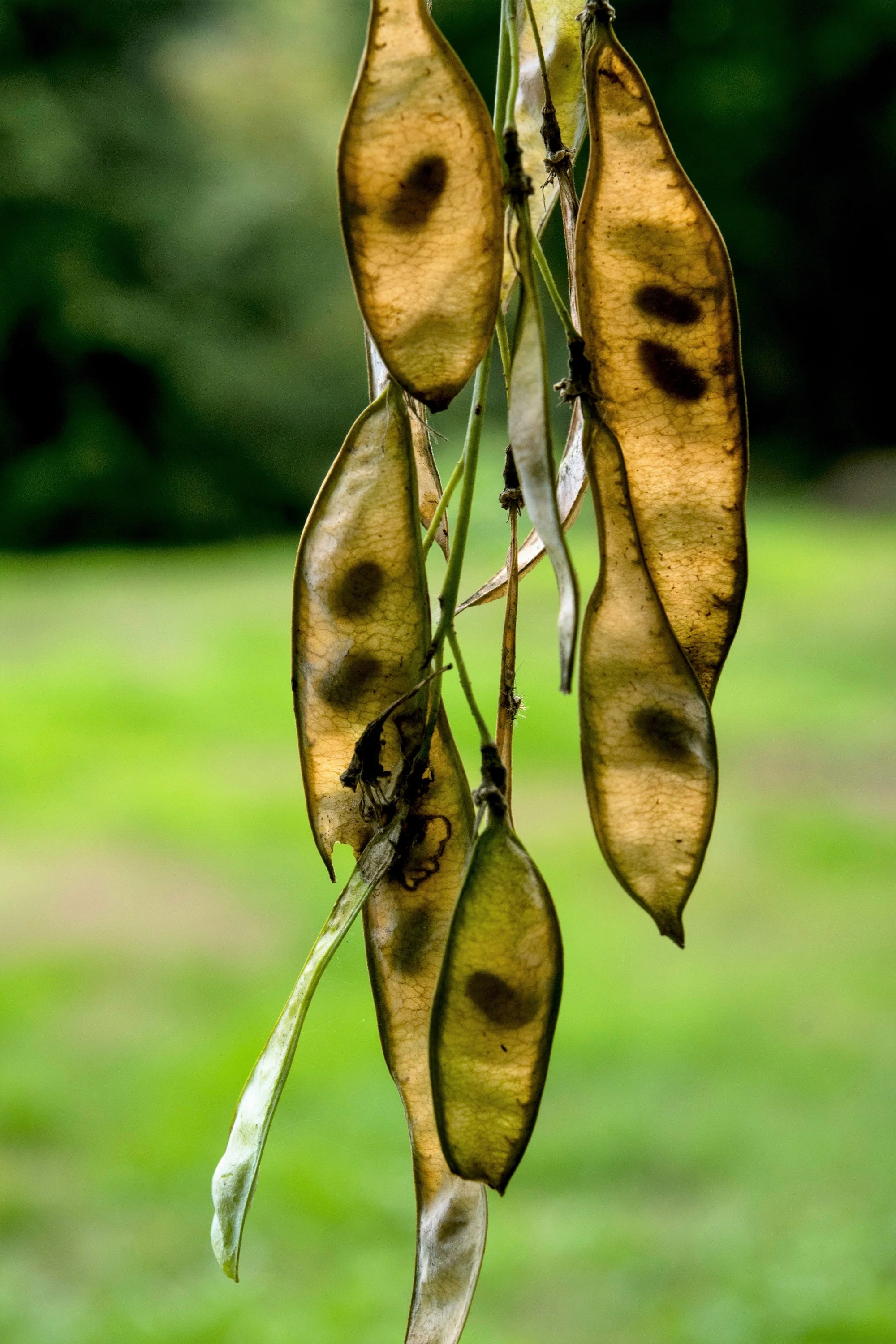 10 YELLOW ASH TREE Kentucky Yellowwood White Flowers Cladrastis Lutea Kentukea Seeds - Image 10