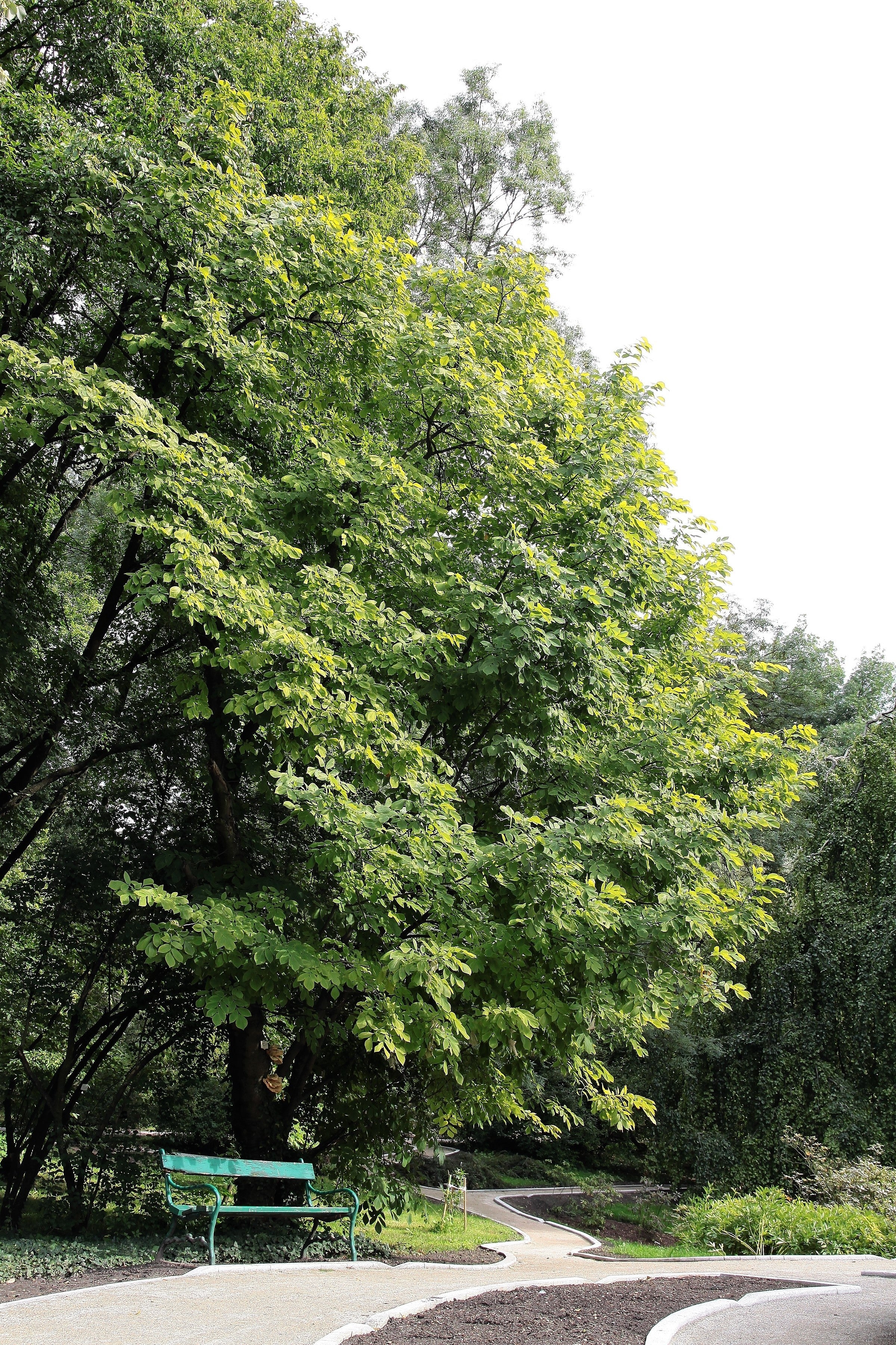 10 YELLOW ASH TREE Kentucky Yellowwood White Flowers Cladrastis Lutea Kentukea Seeds - Image 11