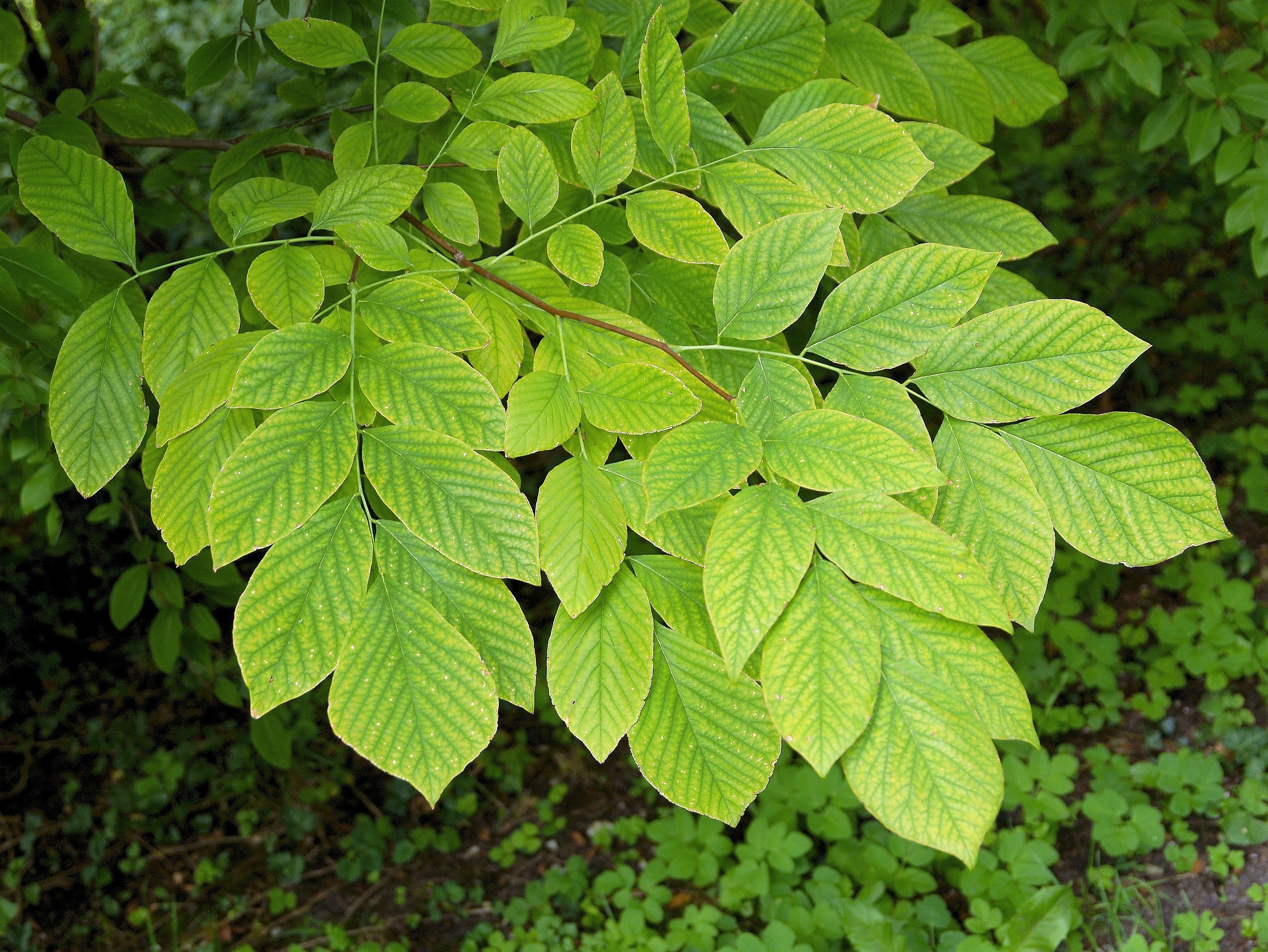 10 YELLOW ASH TREE Kentucky Yellowwood White Flowers Cladrastis Lutea Kentukea Seeds - Image 12