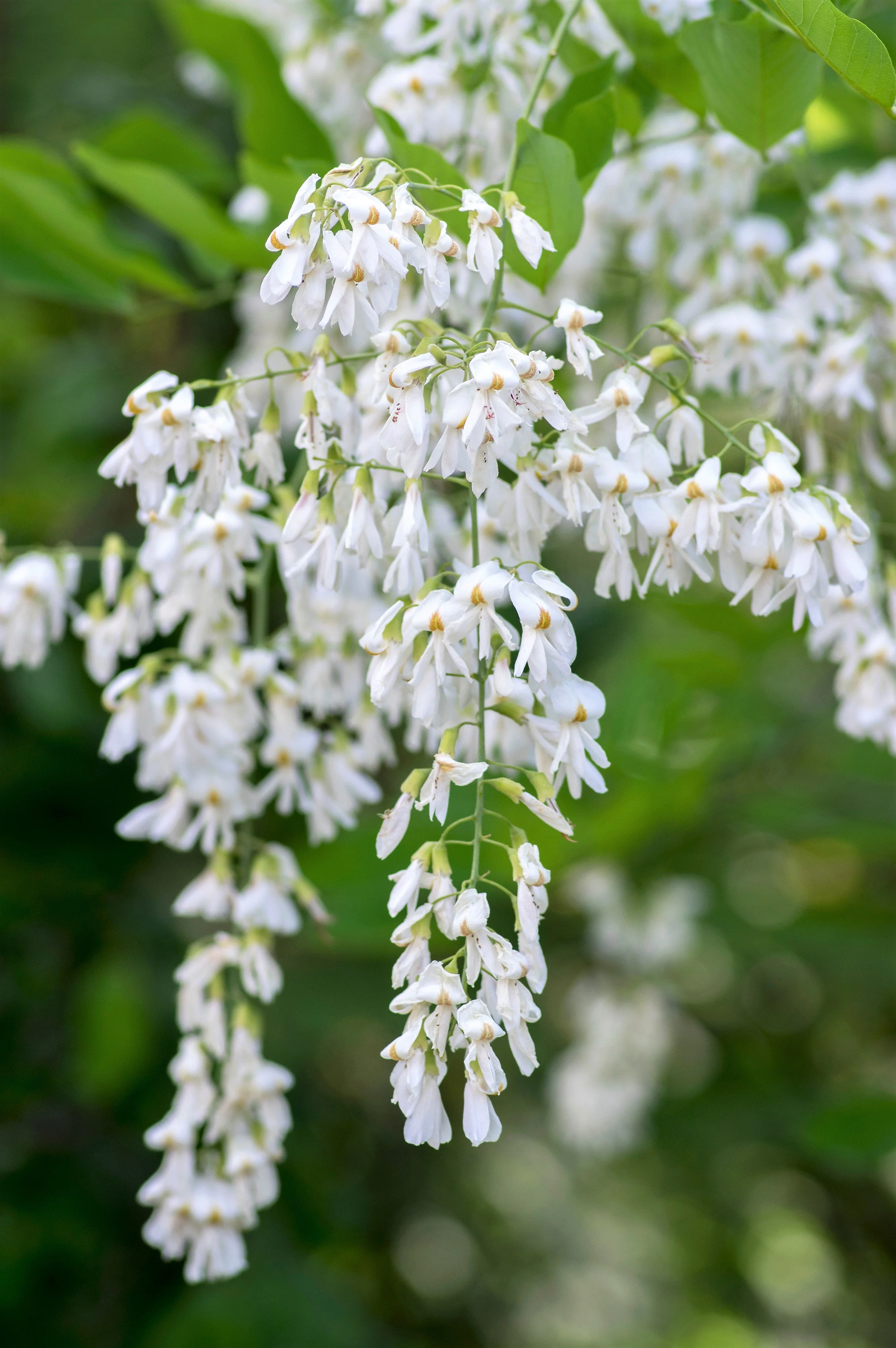 10 YELLOW ASH TREE Kentucky Yellowwood White Flowers Cladrastis Lutea Kentukea Seeds - Image 2
