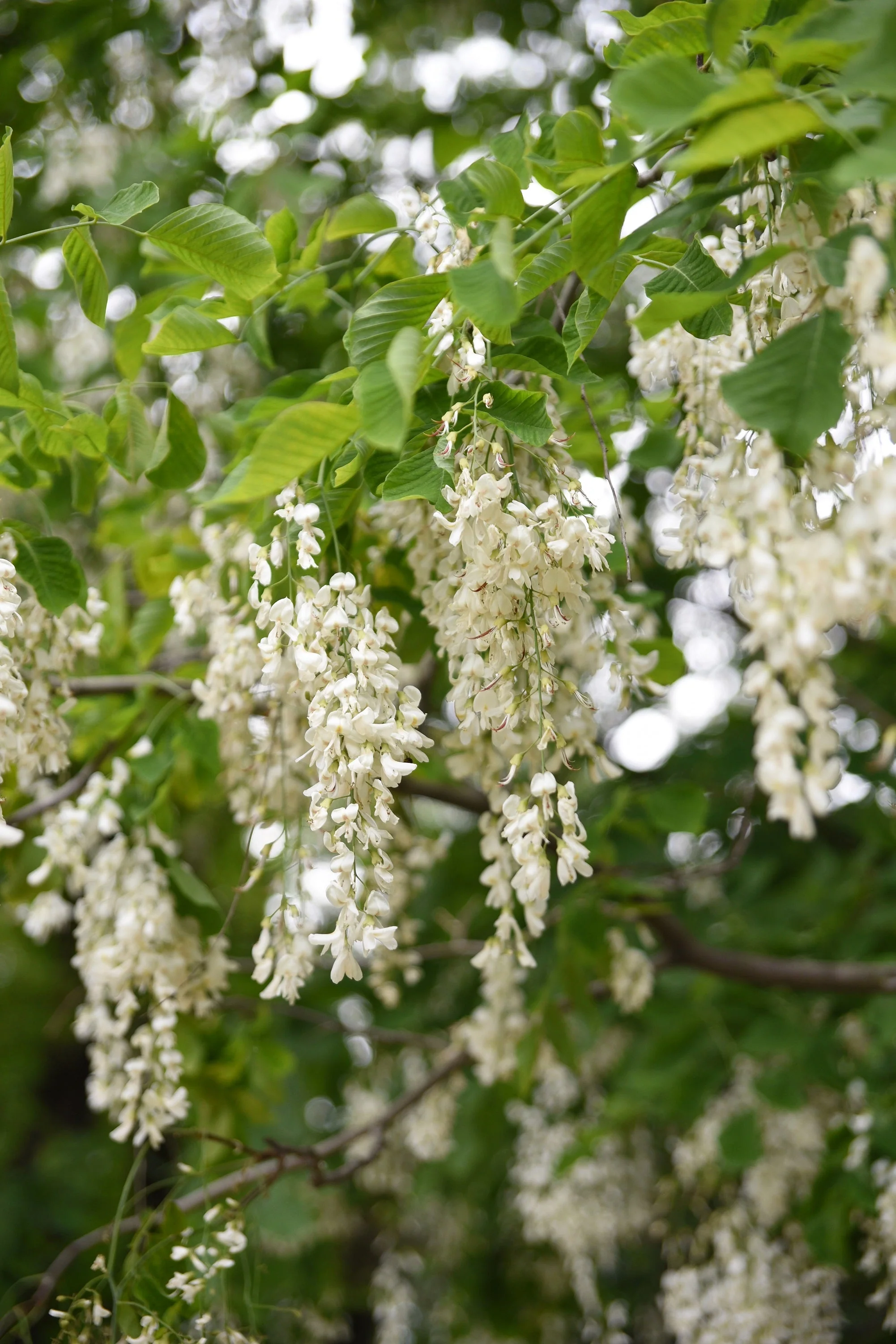 10 YELLOW ASH TREE Kentucky Yellowwood White Flowers Cladrastis Lutea Kentukea Seeds - Image 3
