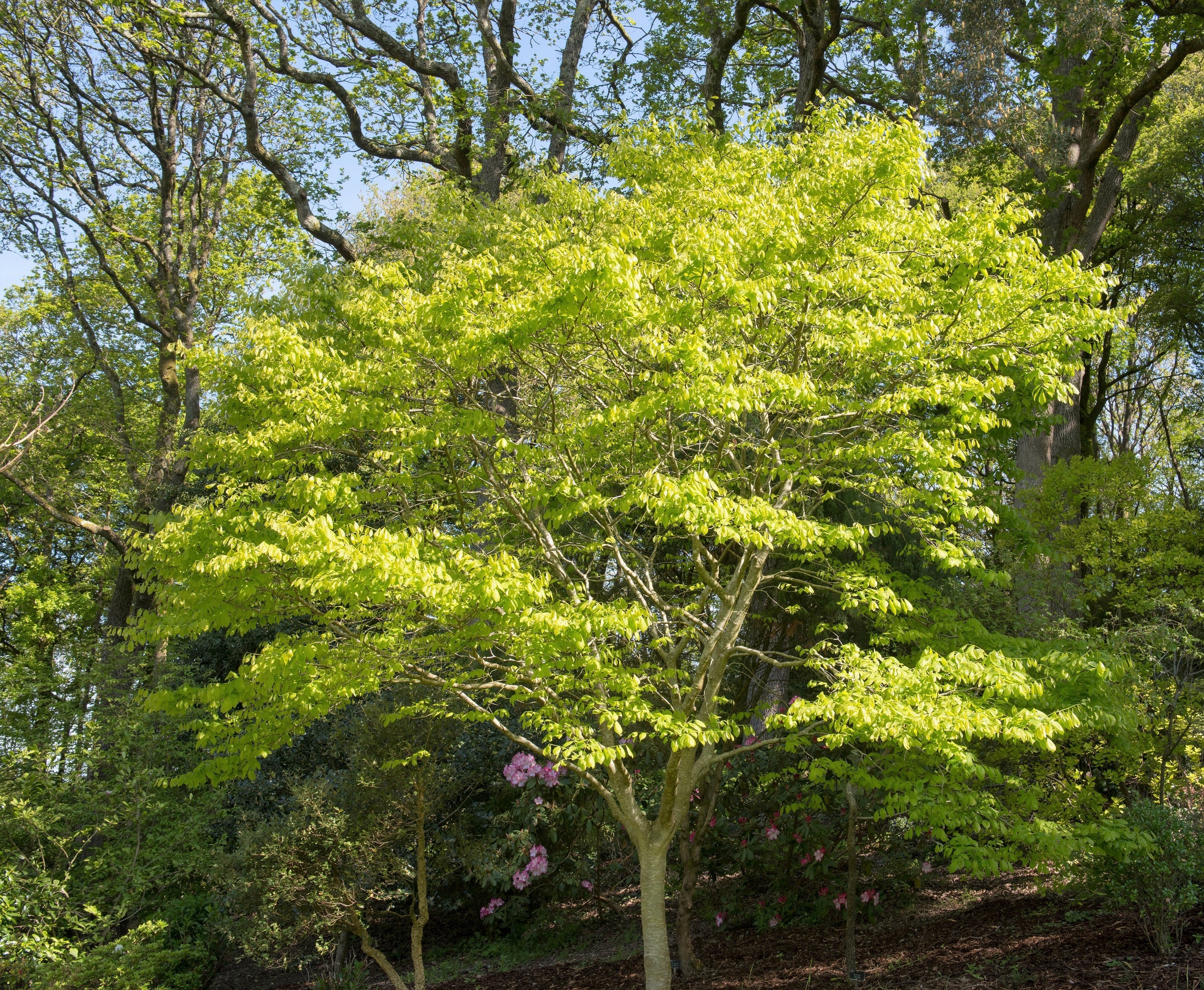 10 YELLOW ASH TREE Kentucky Yellowwood White Flowers Cladrastis Lutea Kentukea Seeds - Image 4