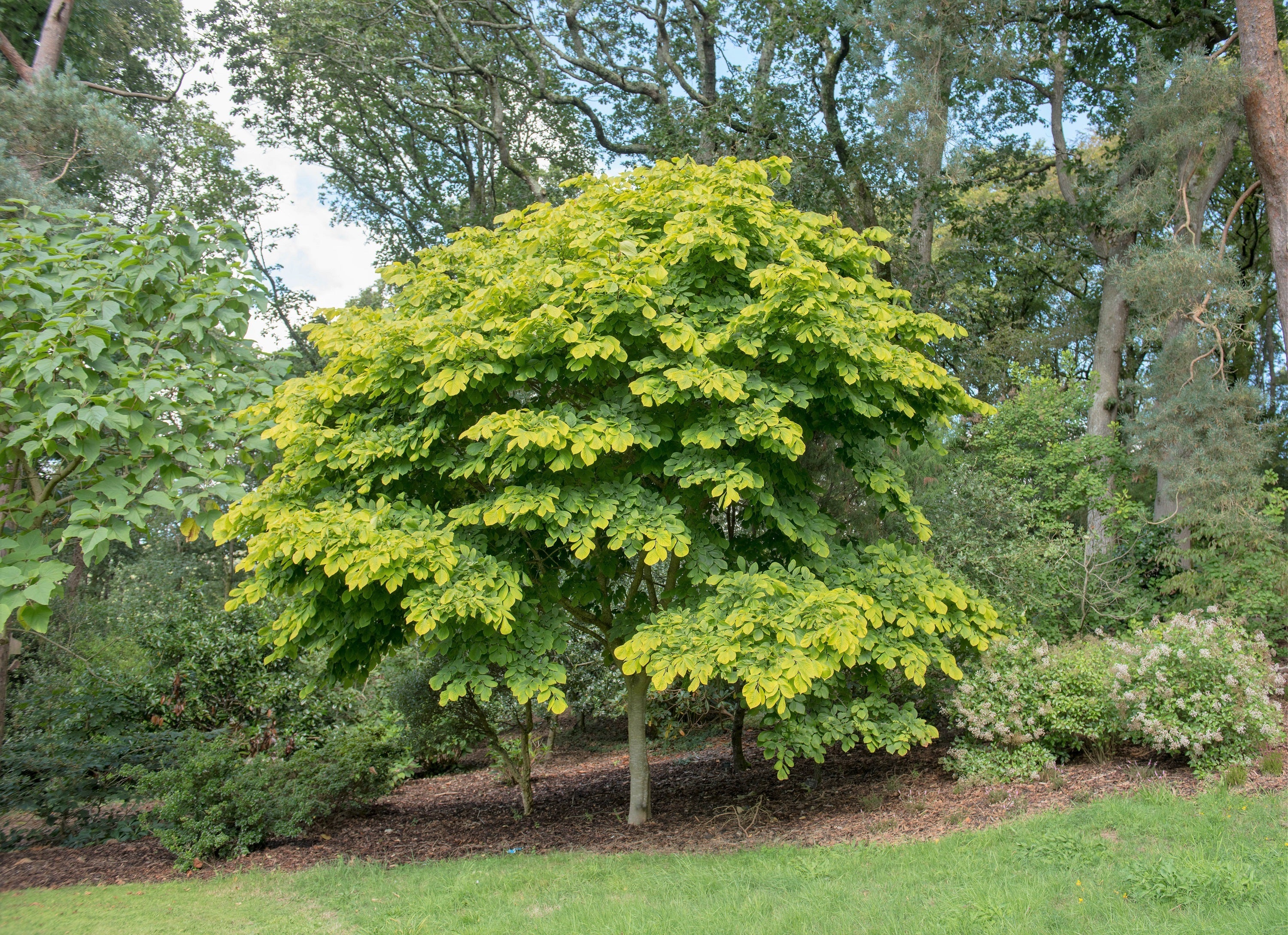 10 YELLOW ASH TREE Kentucky Yellowwood White Flowers Cladrastis Lutea Kentukea Seeds - Image 5