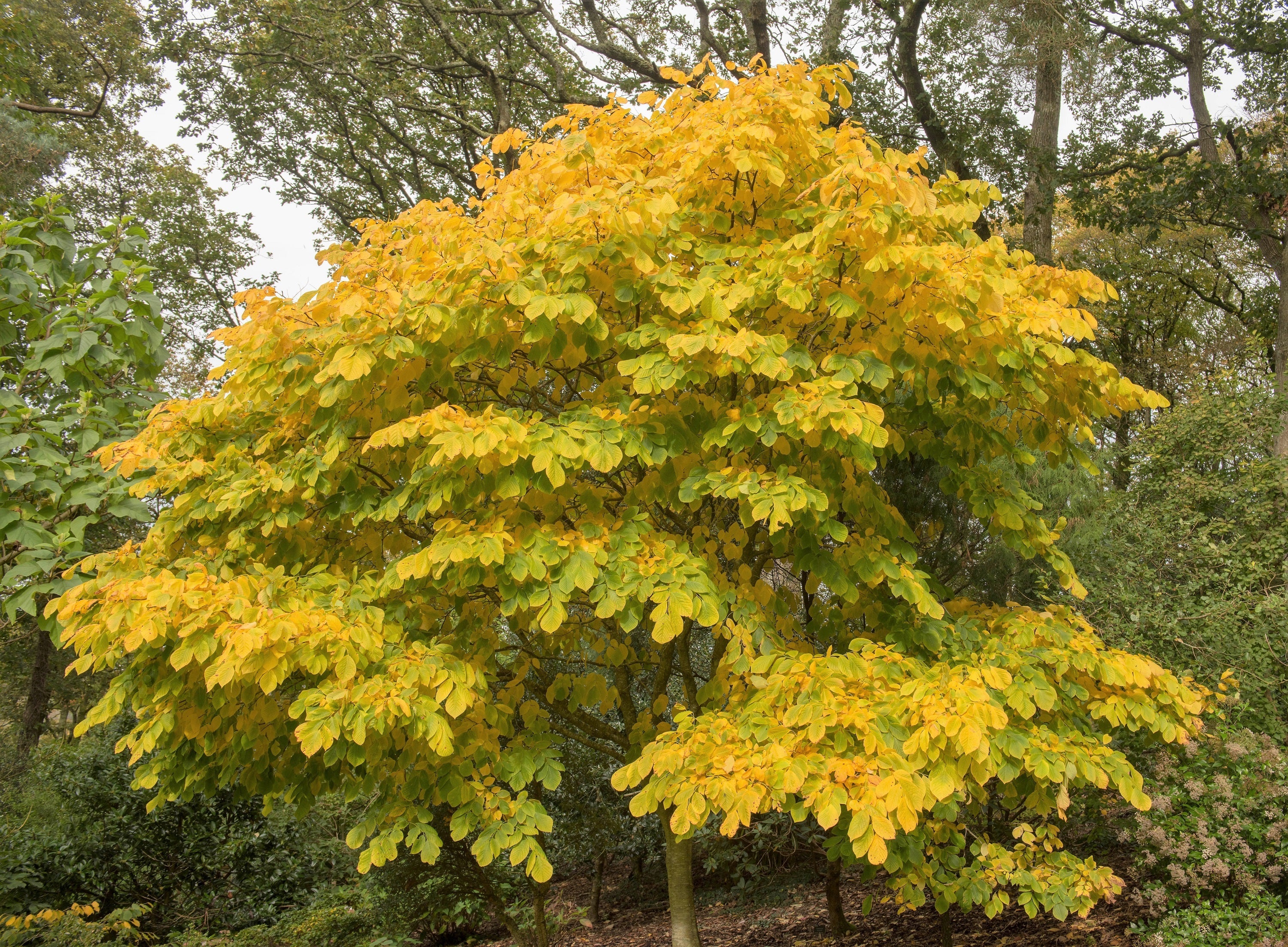 10 YELLOW ASH TREE Kentucky Yellowwood White Flowers Cladrastis Lutea Kentukea Seeds - Image 6