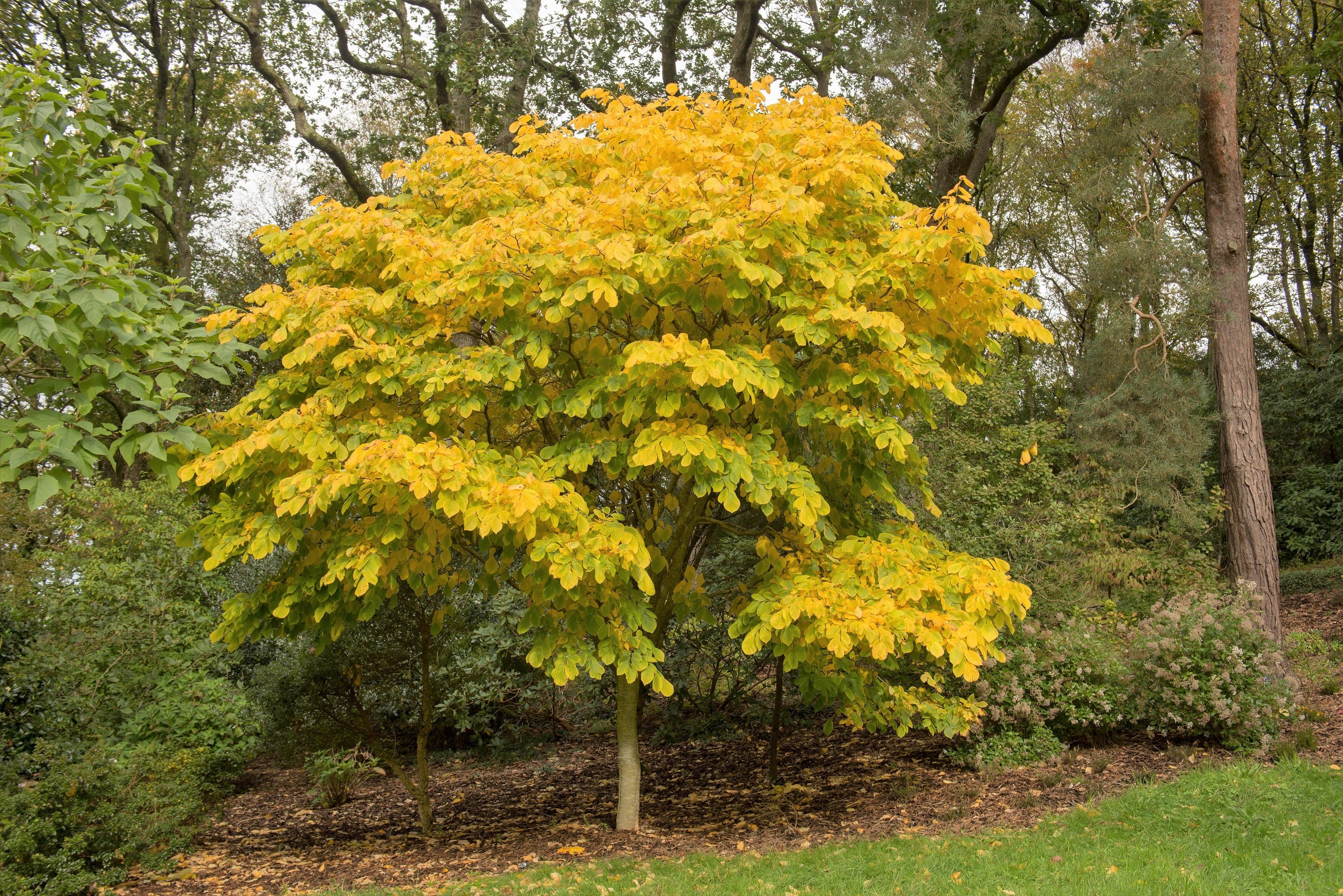 10 YELLOW ASH TREE Kentucky Yellowwood White Flowers Cladrastis Lutea Kentukea Seeds - Image 7