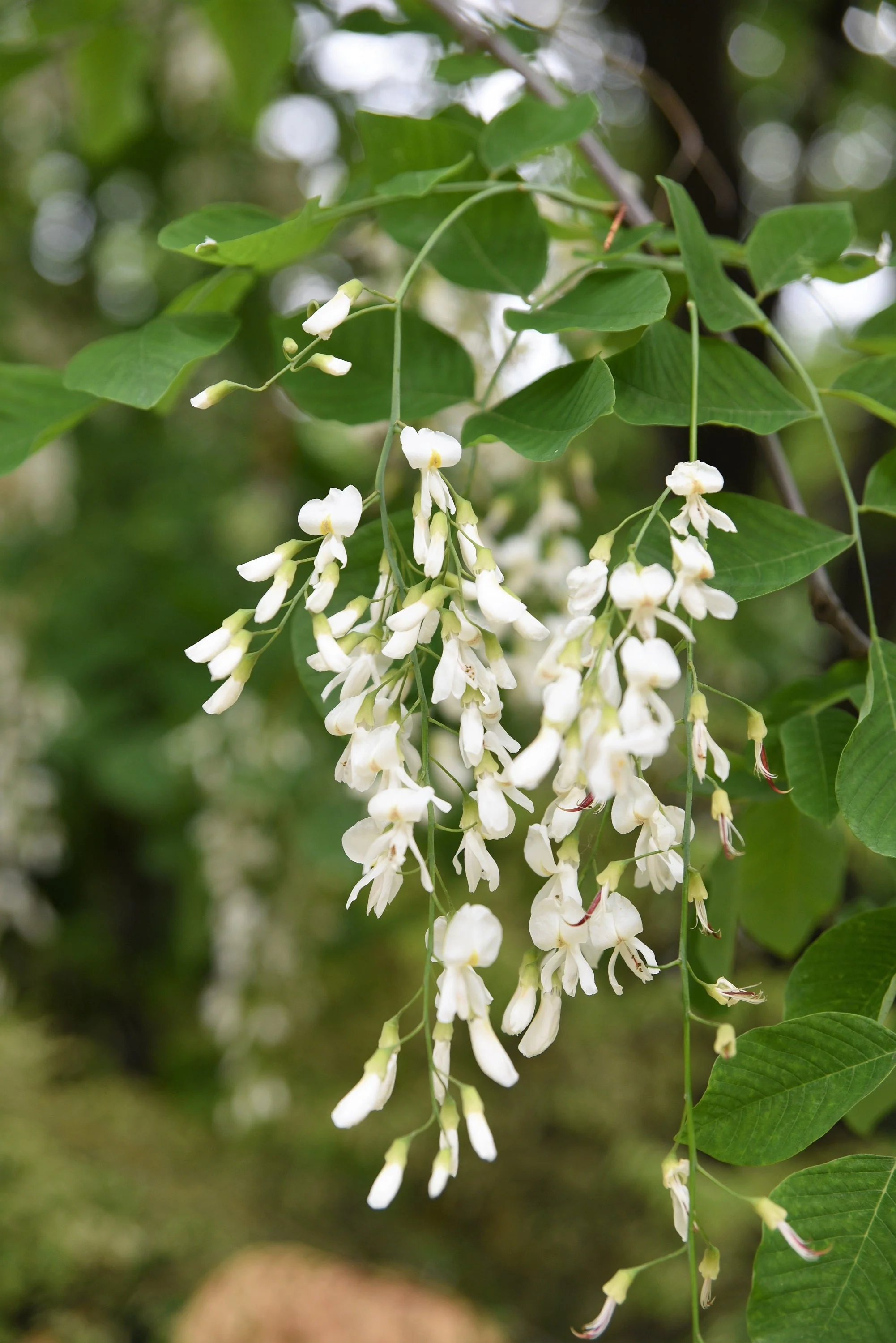 10 YELLOW ASH TREE Kentucky Yellowwood White Flowers Cladrastis Lutea Kentukea Seeds - Image 8
