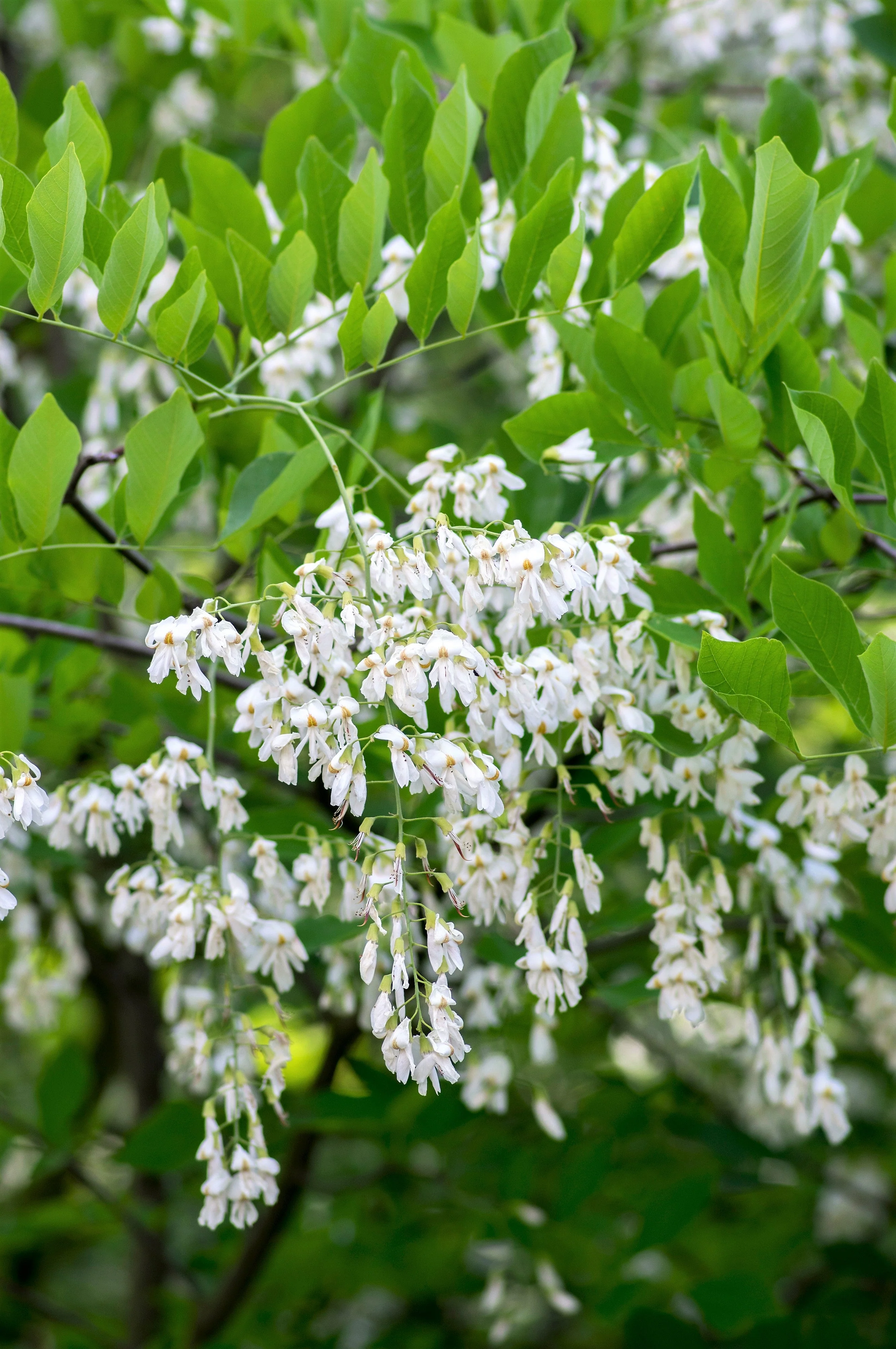 10 YELLOW ASH TREE Kentucky Yellowwood White Flowers Cladrastis Lutea Kentukea Seeds - Image 9