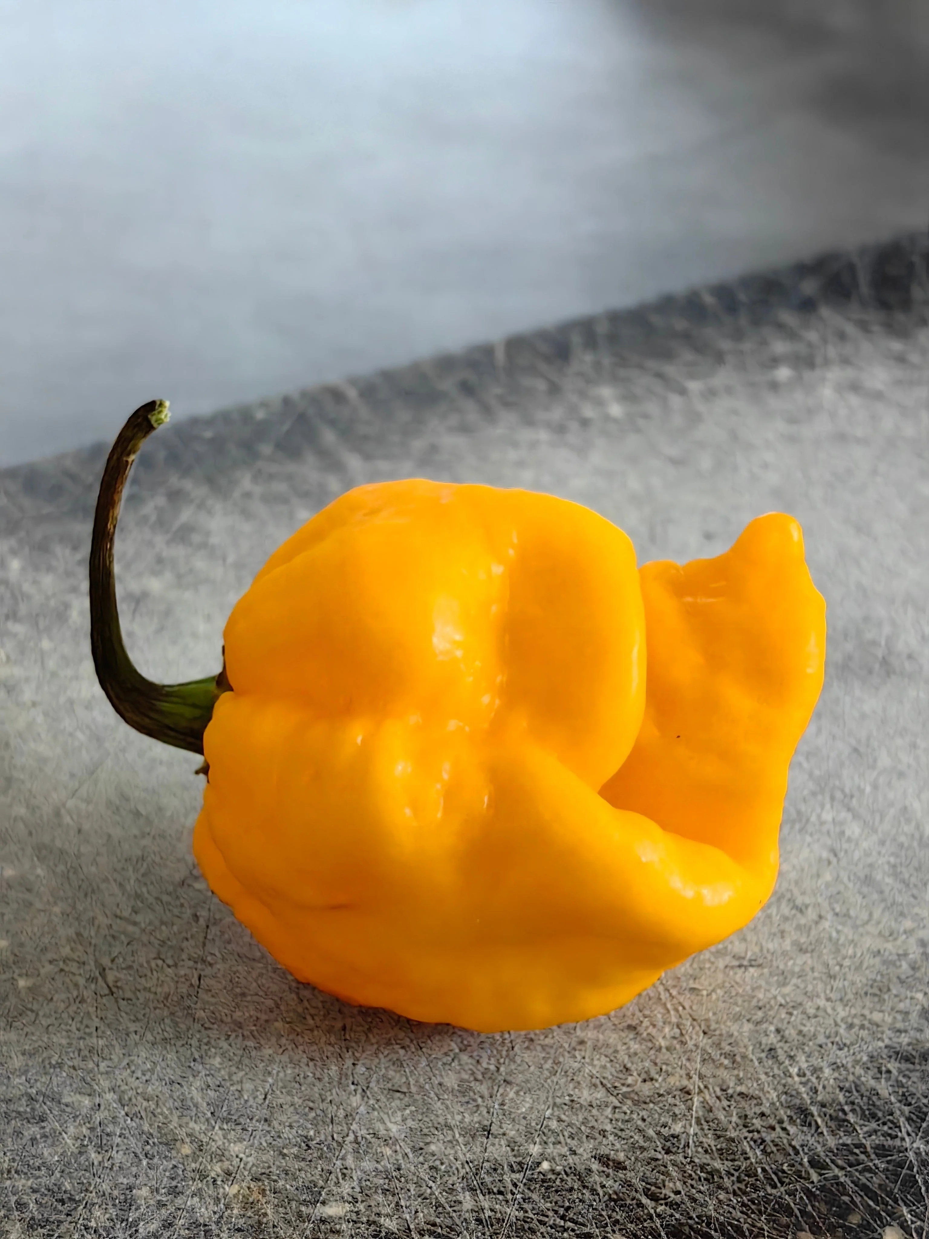 10 Yellow CAROLINA REAPER PEPPER World's Hottest Capsicum Chinense Hot Chili Vegetable Seeds - Image 3