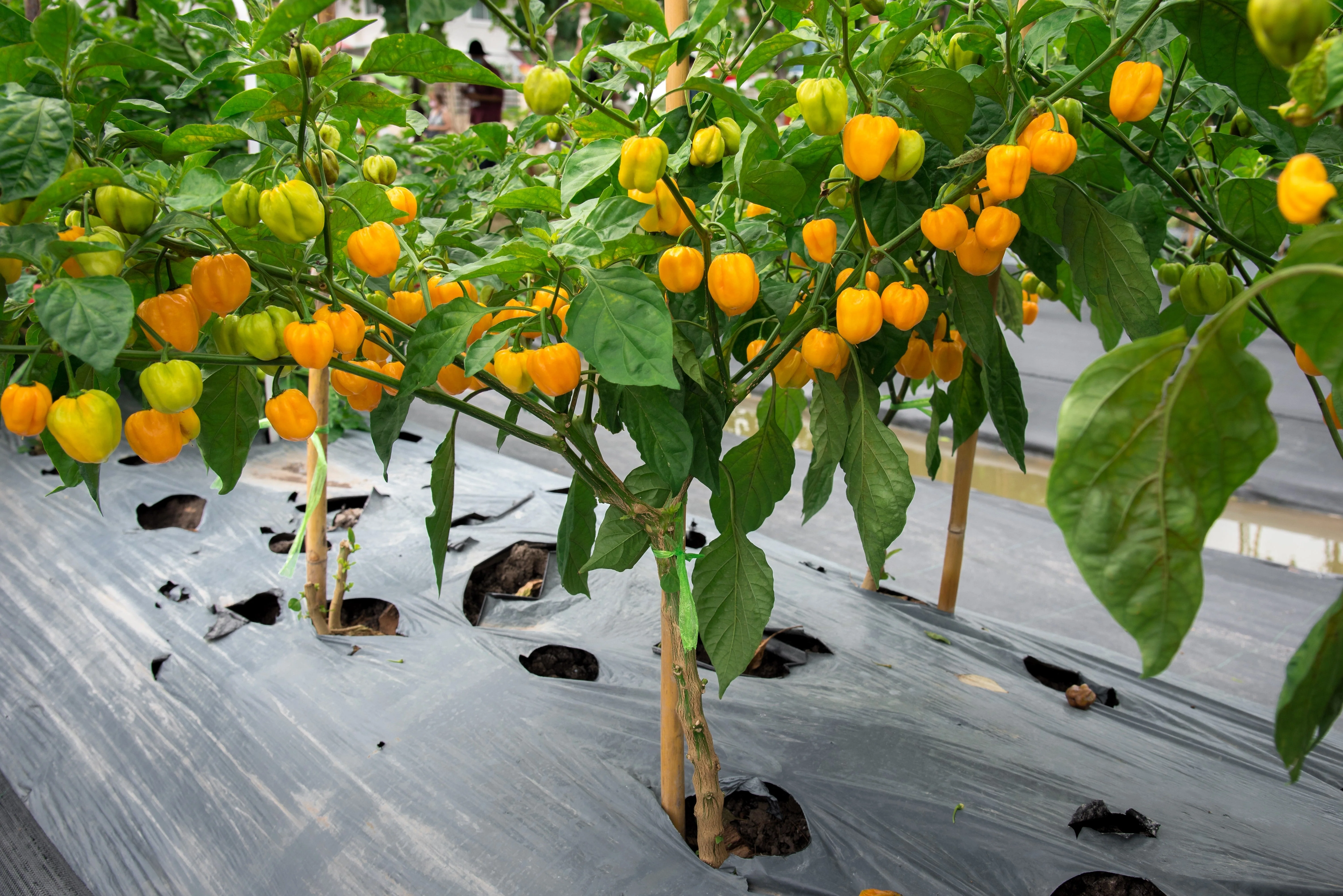 10 Yellow CAROLINA REAPER PEPPER World's Hottest Capsicum Chinense Hot Chili Vegetable Seeds - Image 4