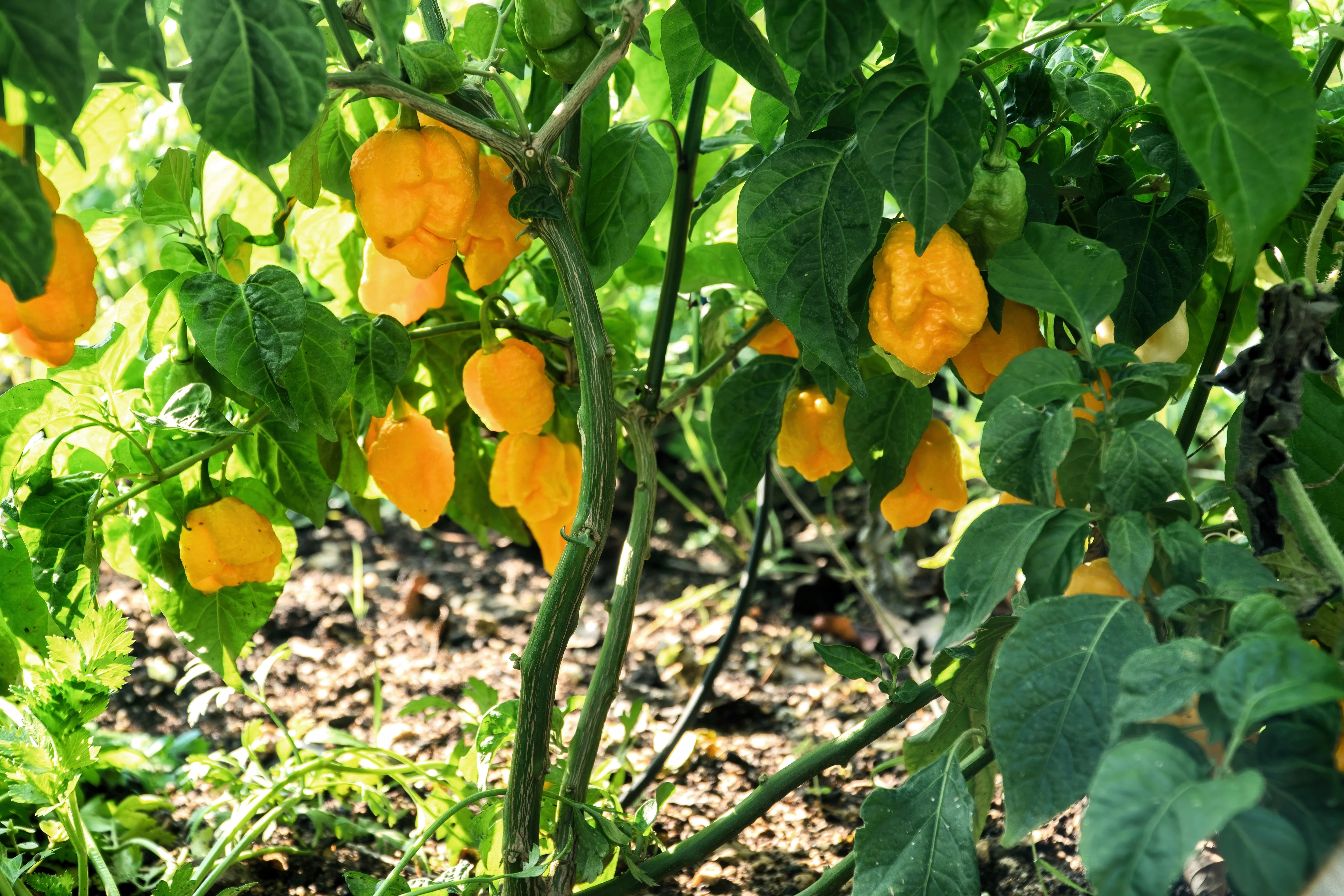 10 Yellow CAROLINA REAPER PEPPER World's Hottest Capsicum Chinense Hot Chili Vegetable Seeds - Image 5