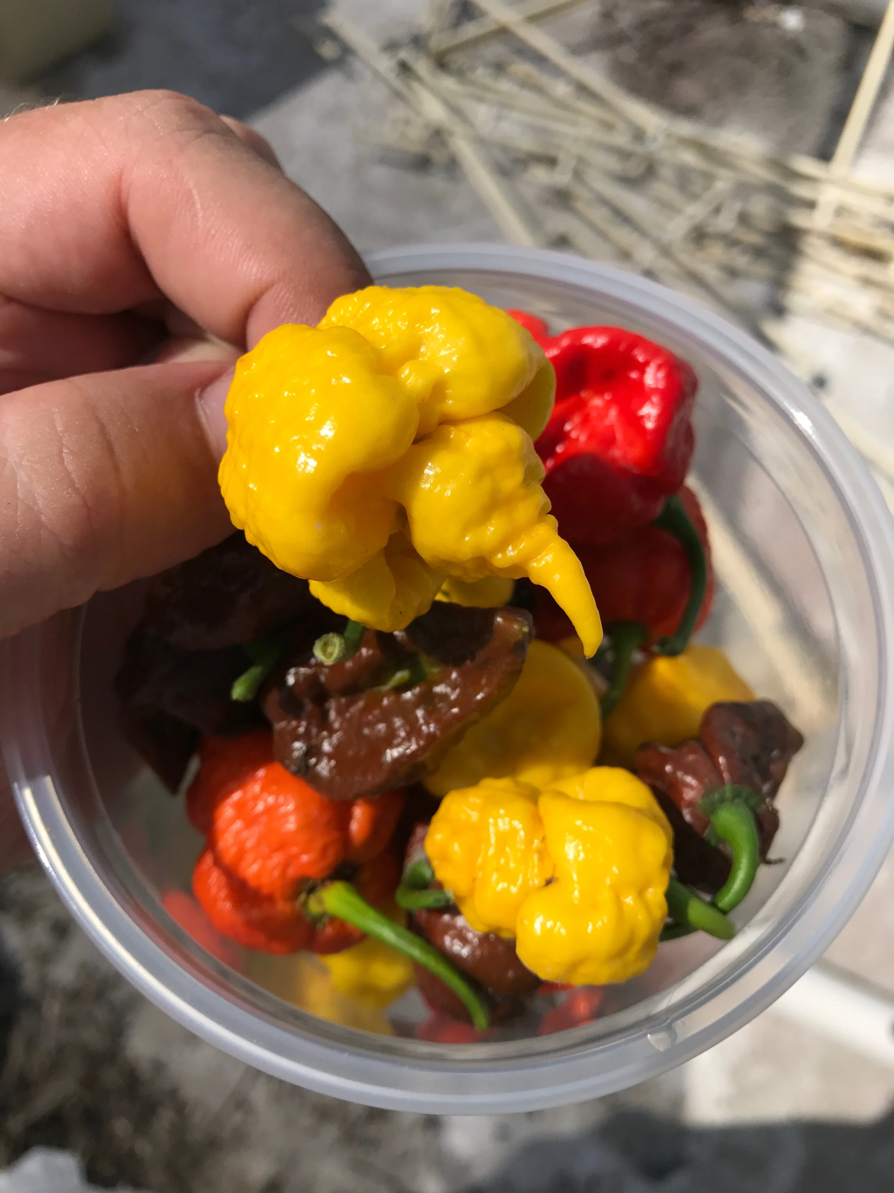 10 Yellow CAROLINA REAPER PEPPER World's Hottest Capsicum Chinense Hot Chili Vegetable Seeds - Image 6