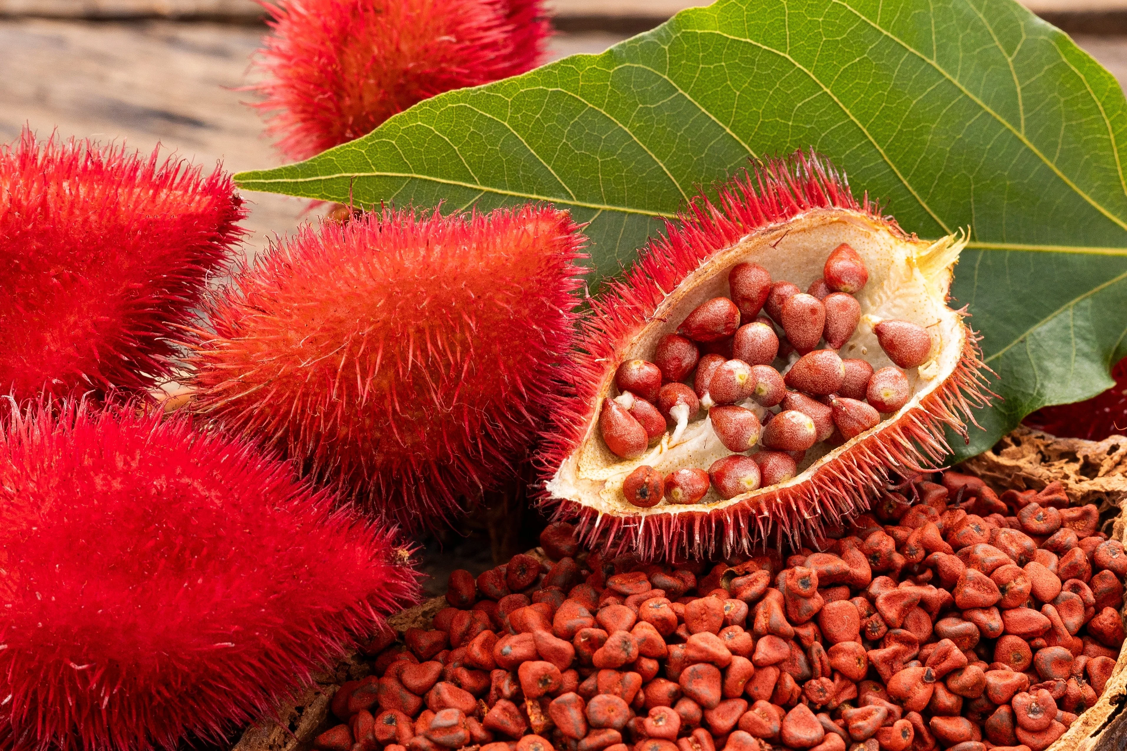 100 ANNATTO TREE Lipstick Plant Bixa Orellana Seeds - Image 2