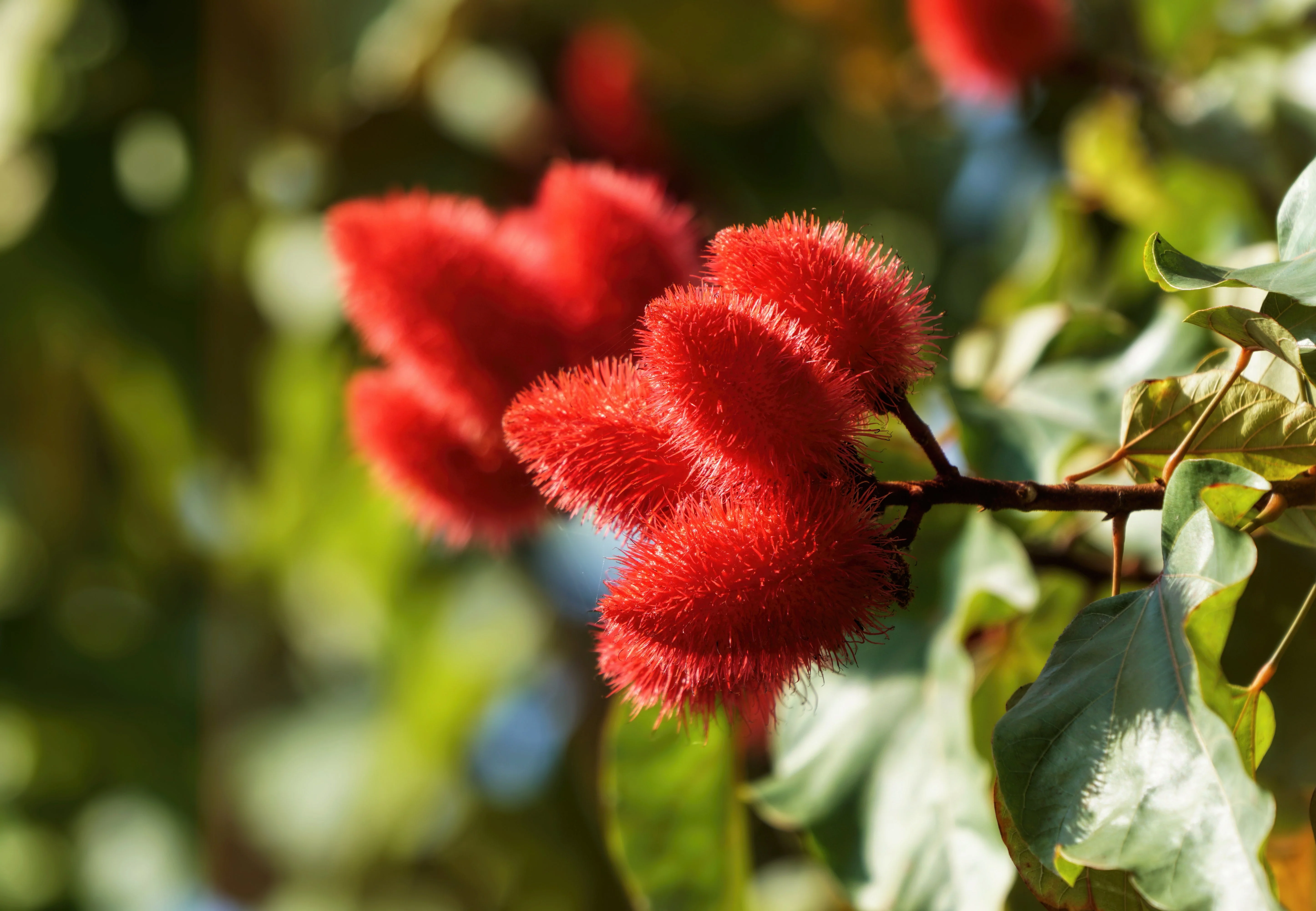 100 ANNATTO TREE Lipstick Plant Bixa Orellana Seeds - Image 3