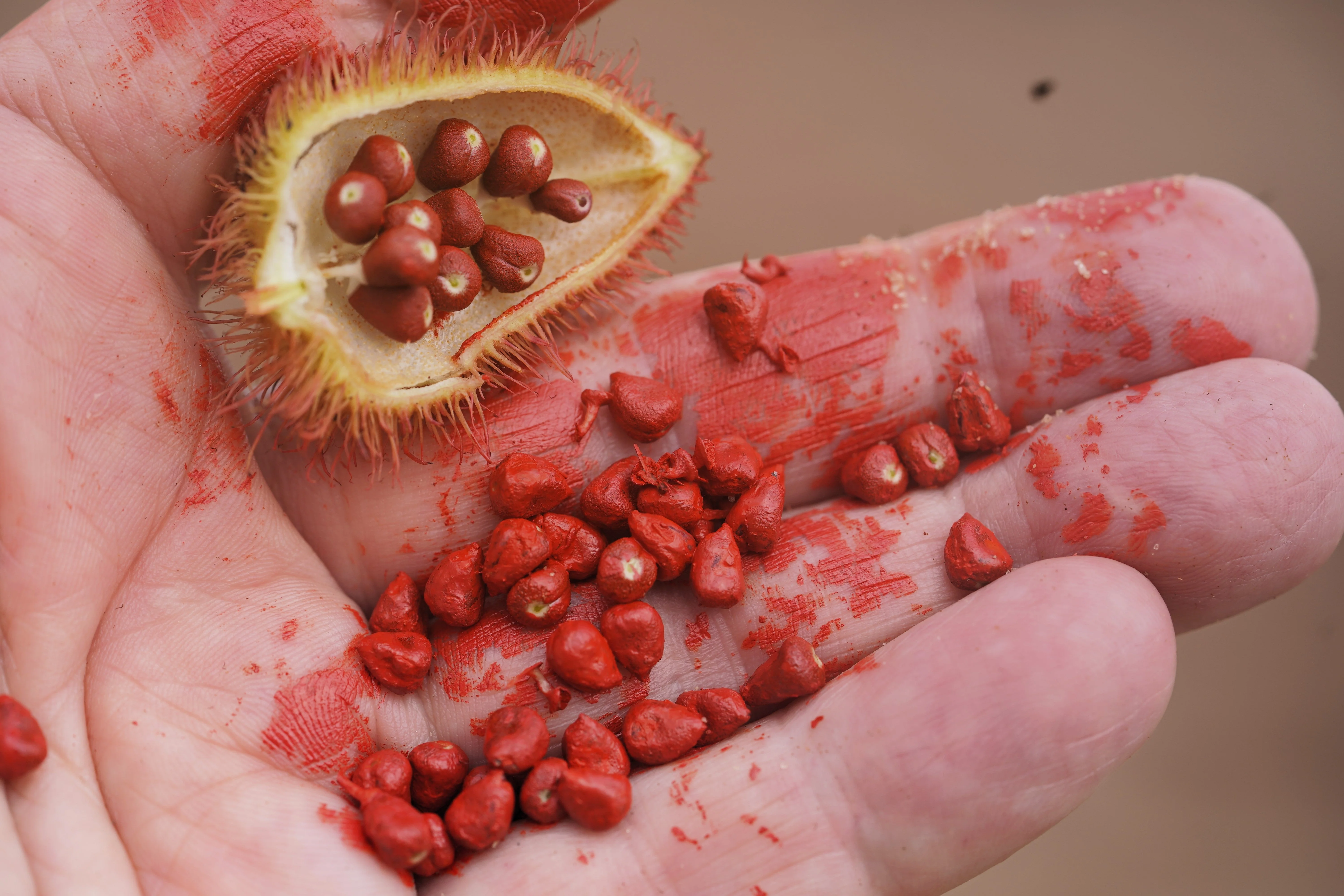 100 ANNATTO TREE Lipstick Plant Bixa Orellana Seeds - Image 4
