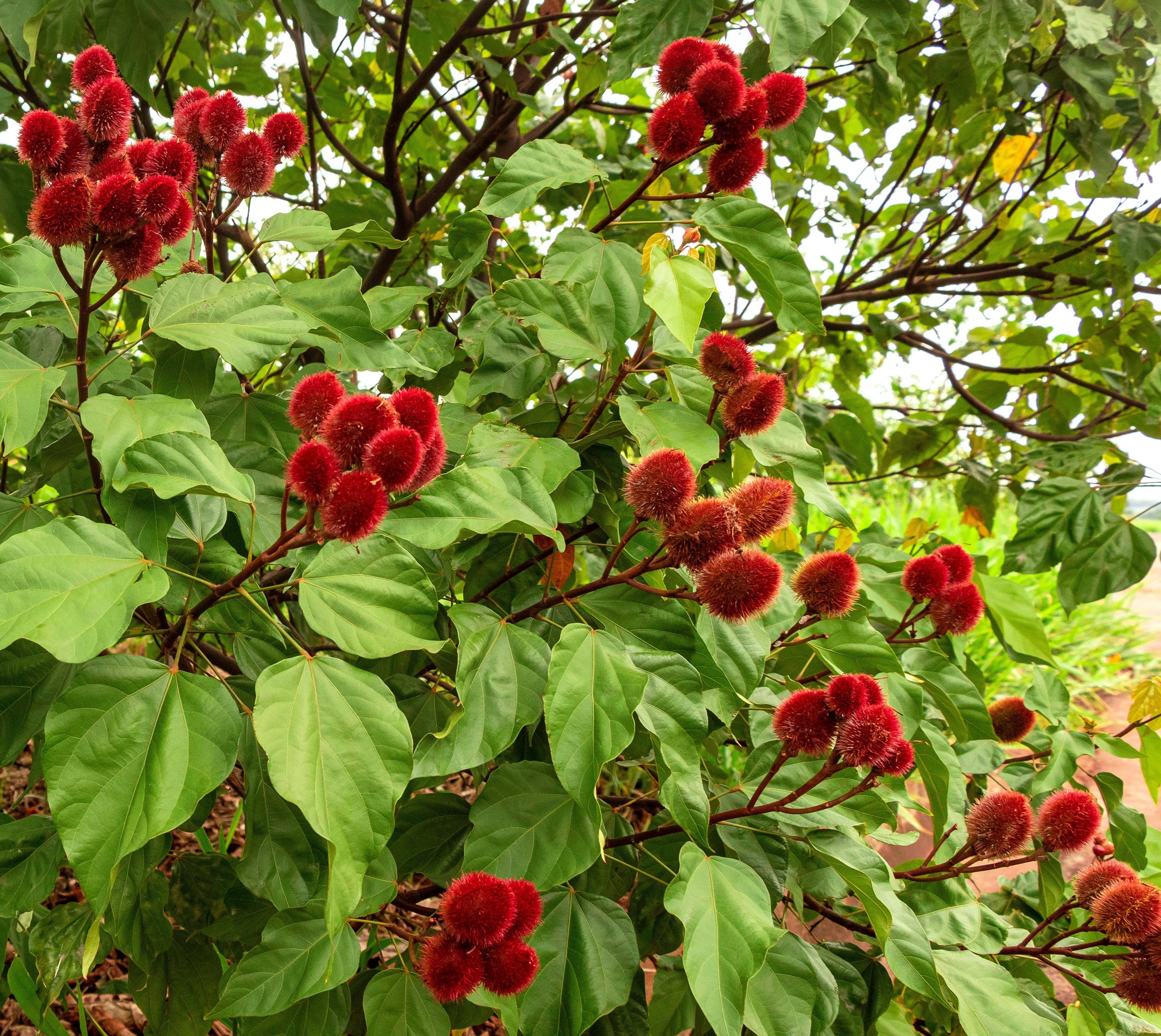 100 ANNATTO TREE Lipstick Plant Bixa Orellana Seeds - Image 8