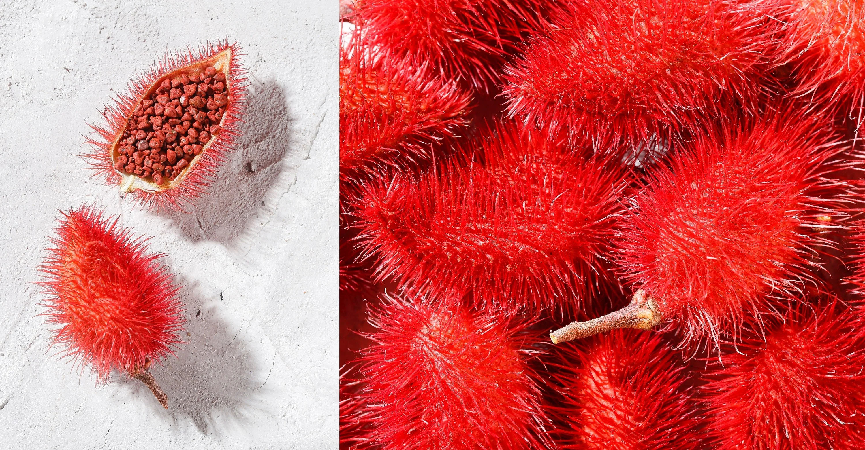 100 ANNATTO TREE Lipstick Plant Bixa Orellana Seeds - Image 9