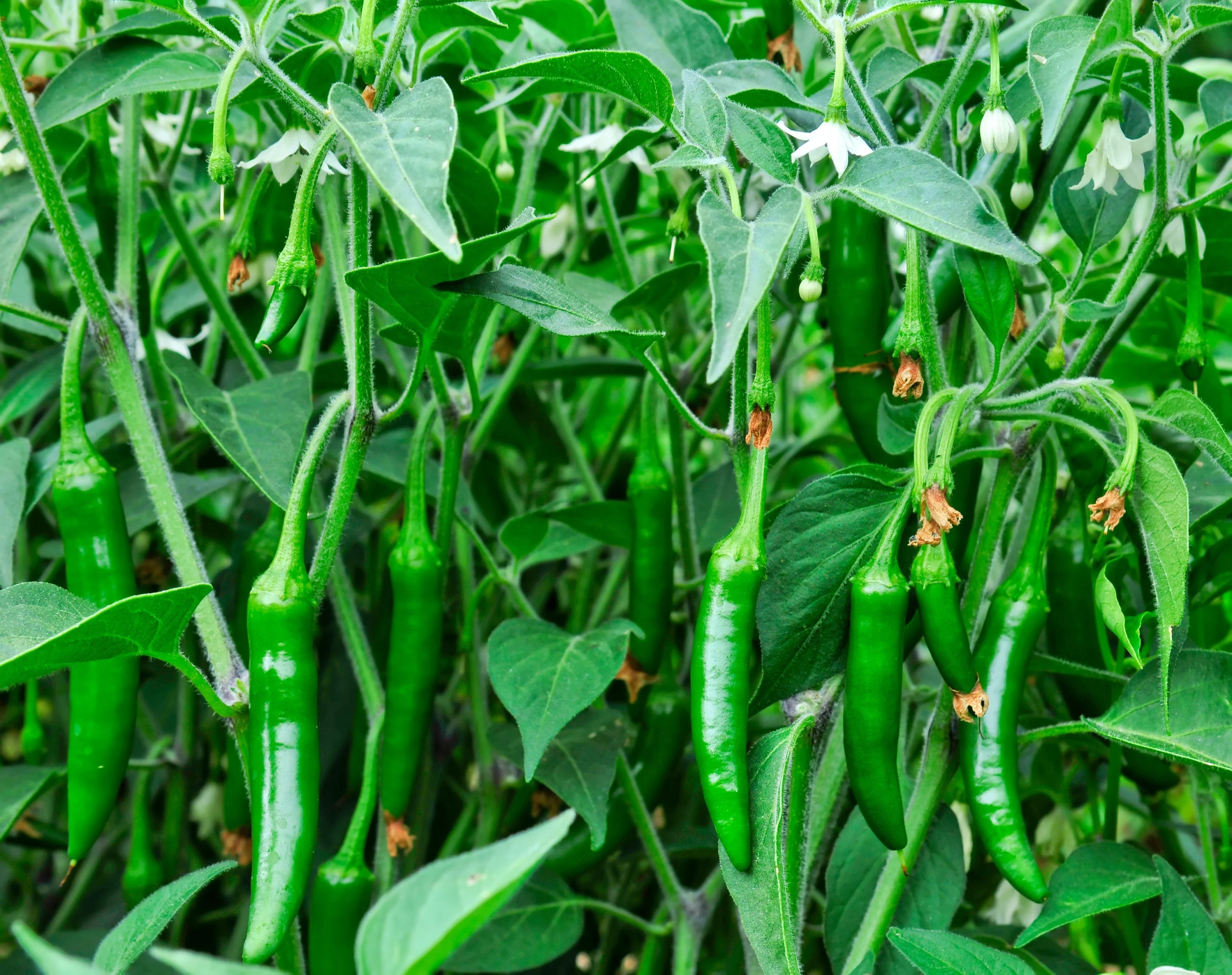 100 BIG JIM PEPPER Green to Red Big 12" Chili Mild Heat Capsicum Annuum Vegetable Seeds - Image 2