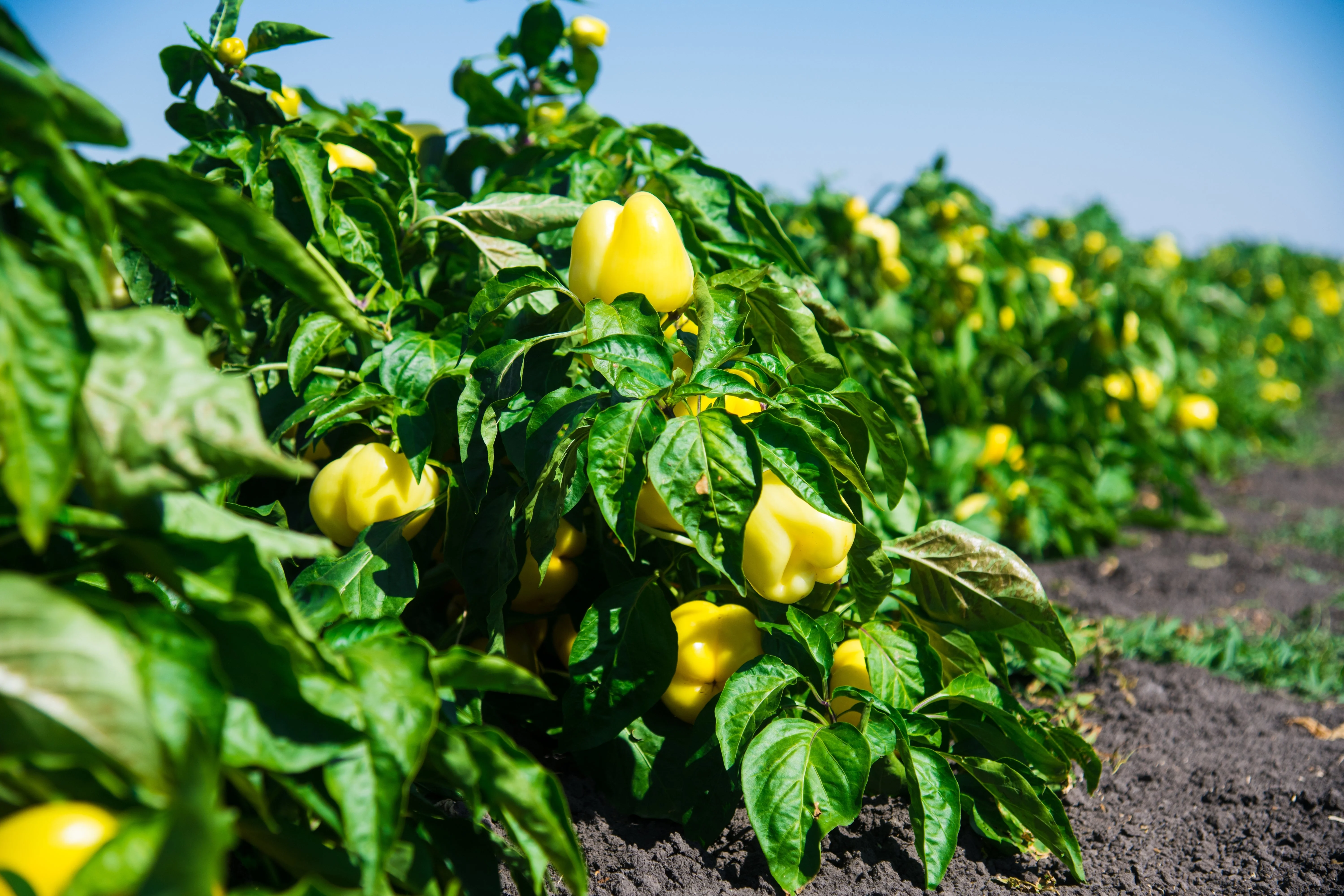 100 CANARY BELL PEPPER Sweet Yellow Capsicum Annuum Vegetable Seeds - Image 2