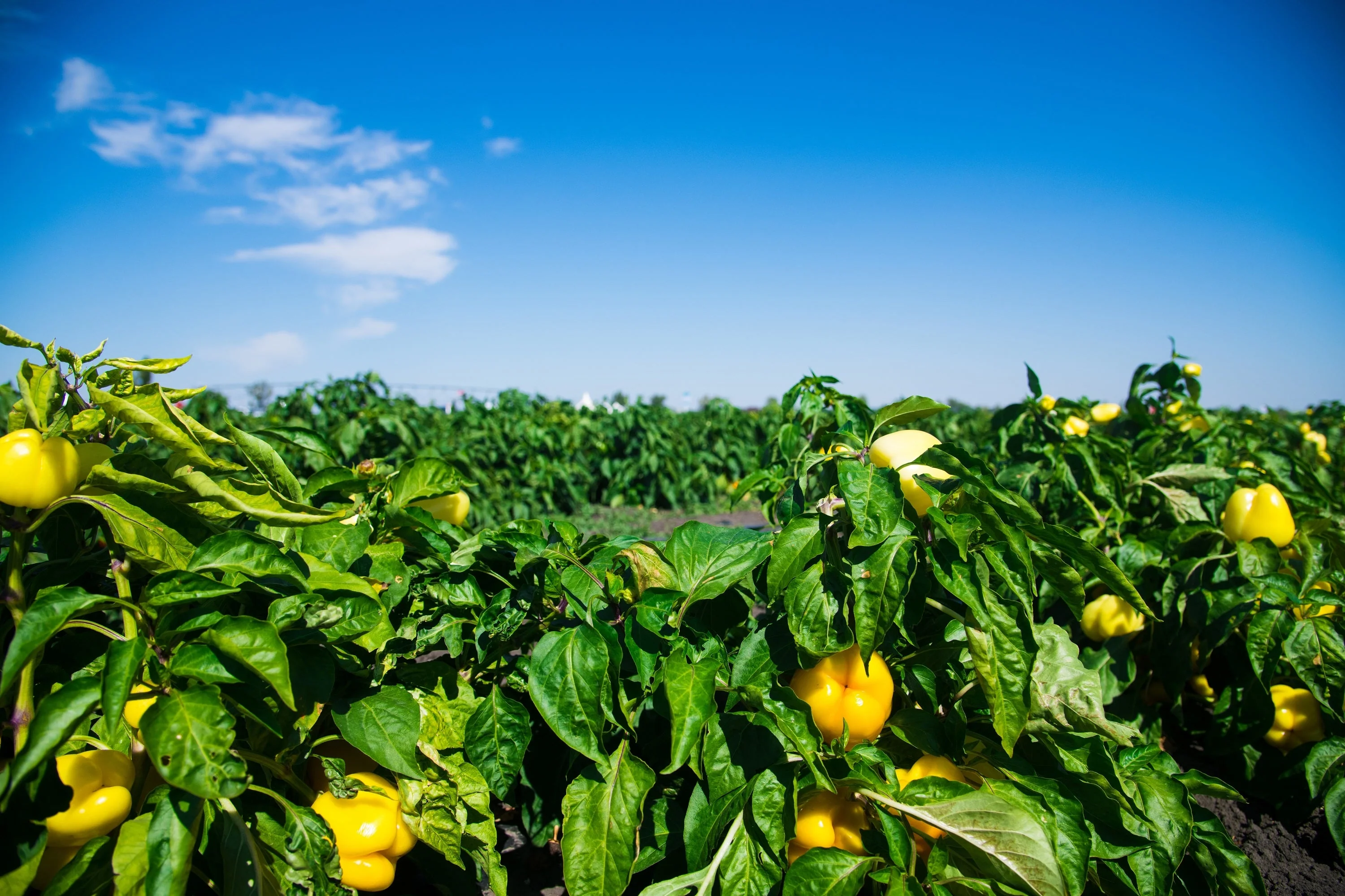 100 CANARY BELL PEPPER Sweet Yellow Capsicum Annuum Vegetable Seeds - Image 3