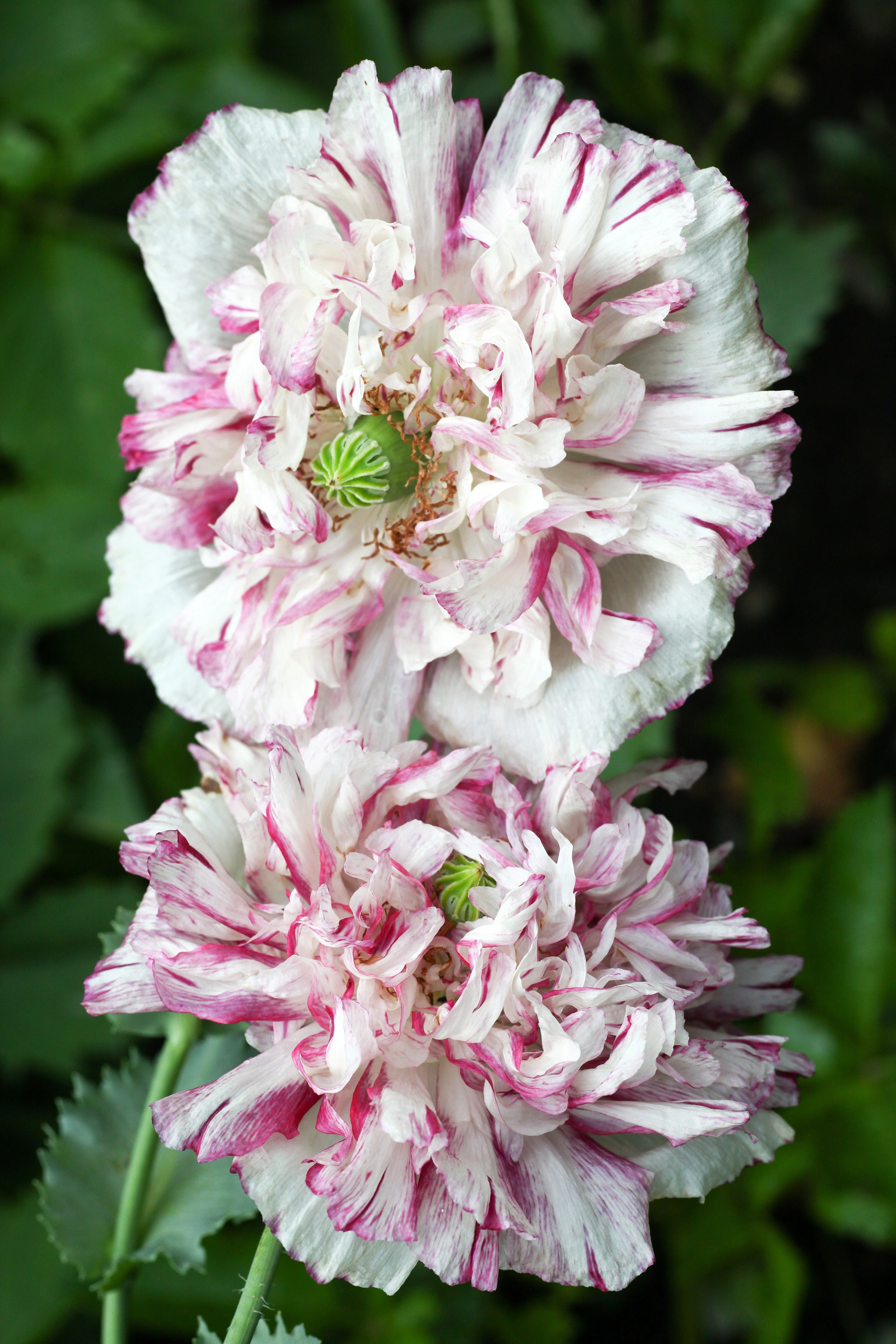 100 Flemish Antique PEONY POPPY MIXED Colors  Papaver Peoniflorum Flower Seeds - Image 4