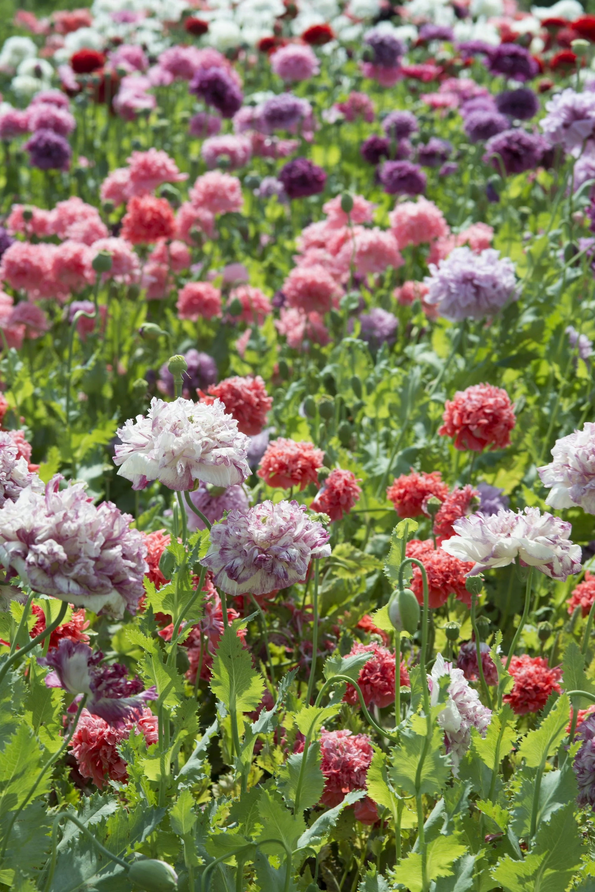 100 Flemish Antique PEONY POPPY MIXED Colors  Papaver Peoniflorum Flower Seeds - Image 5