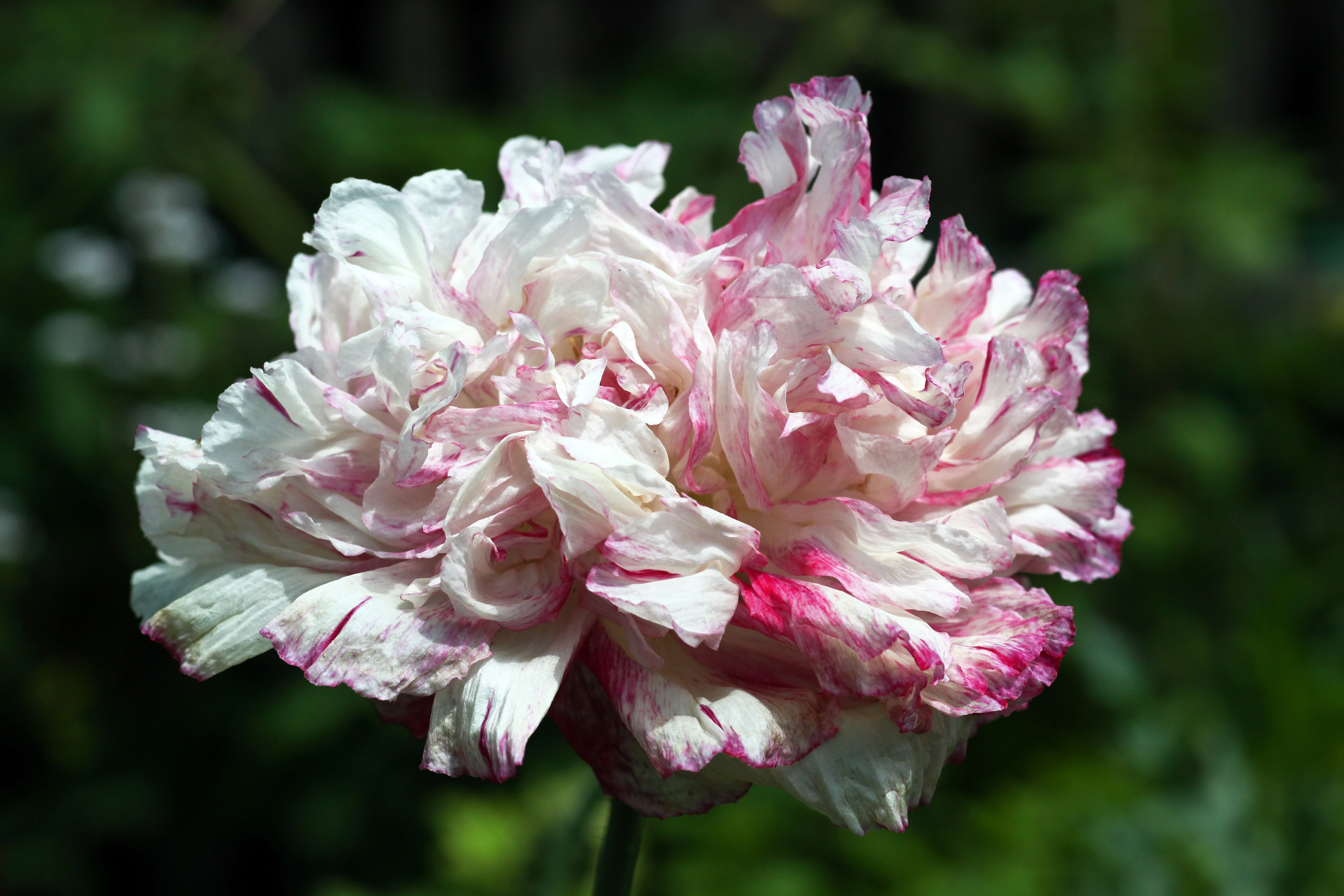 100 Flemish Antique PEONY POPPY MIXED Colors  Papaver Peoniflorum Flower Seeds - Image 7