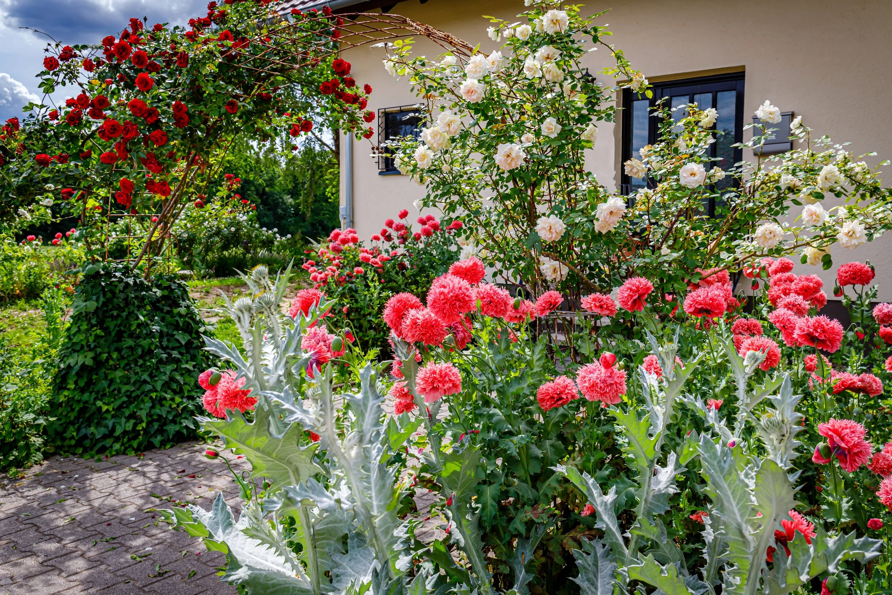 100 Giant Double RED PEONY POPPY Papaver Peoniflorum Flower Seeds - Image 10