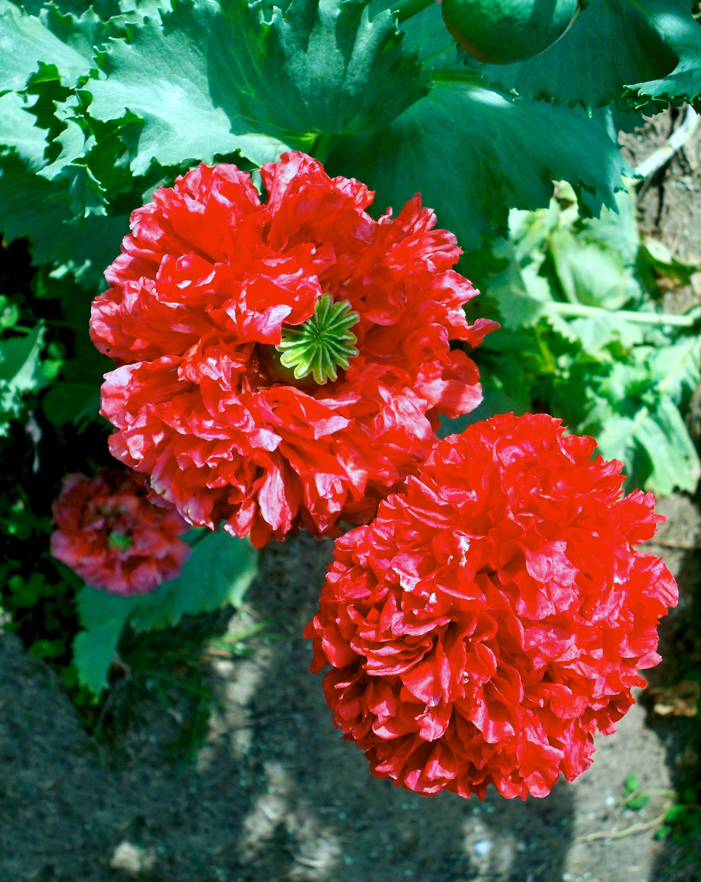 100 Giant Double RED PEONY POPPY Papaver Peoniflorum Flower Seeds - Image 12