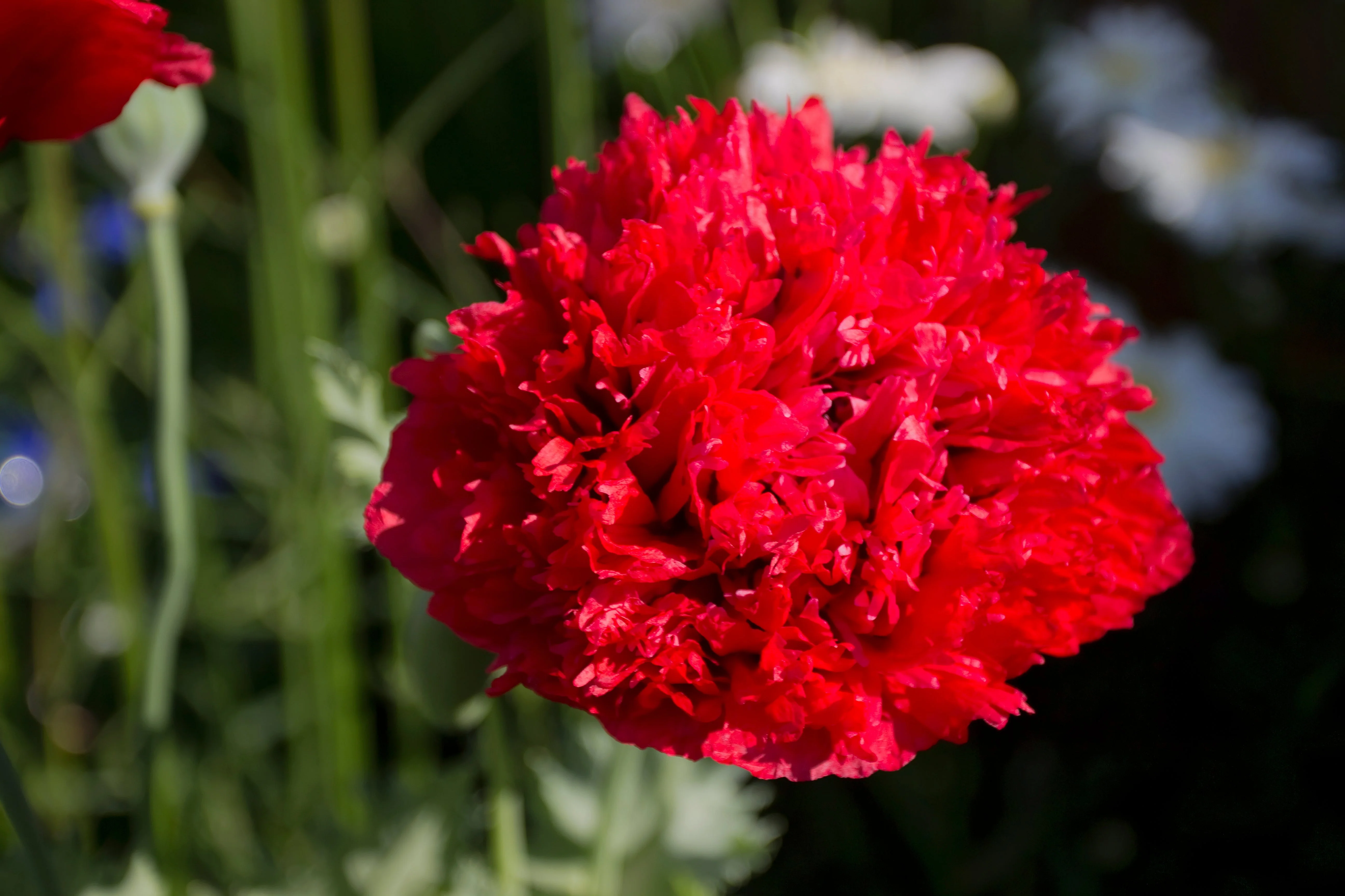 100 Giant Double RED PEONY POPPY Papaver Peoniflorum Flower Seeds - Image 2