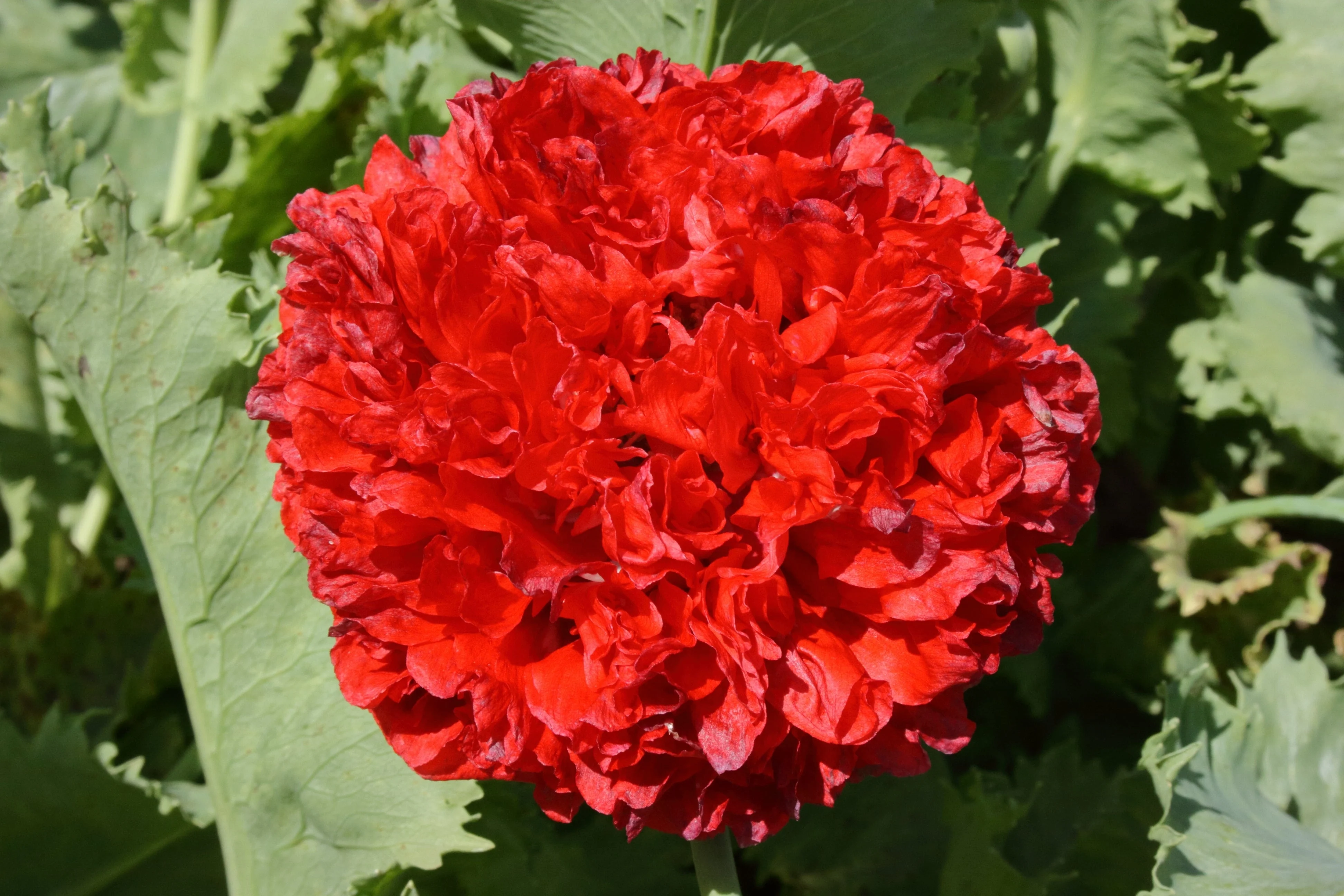 100 Giant Double RED PEONY POPPY Papaver Peoniflorum Flower Seeds - Image 3