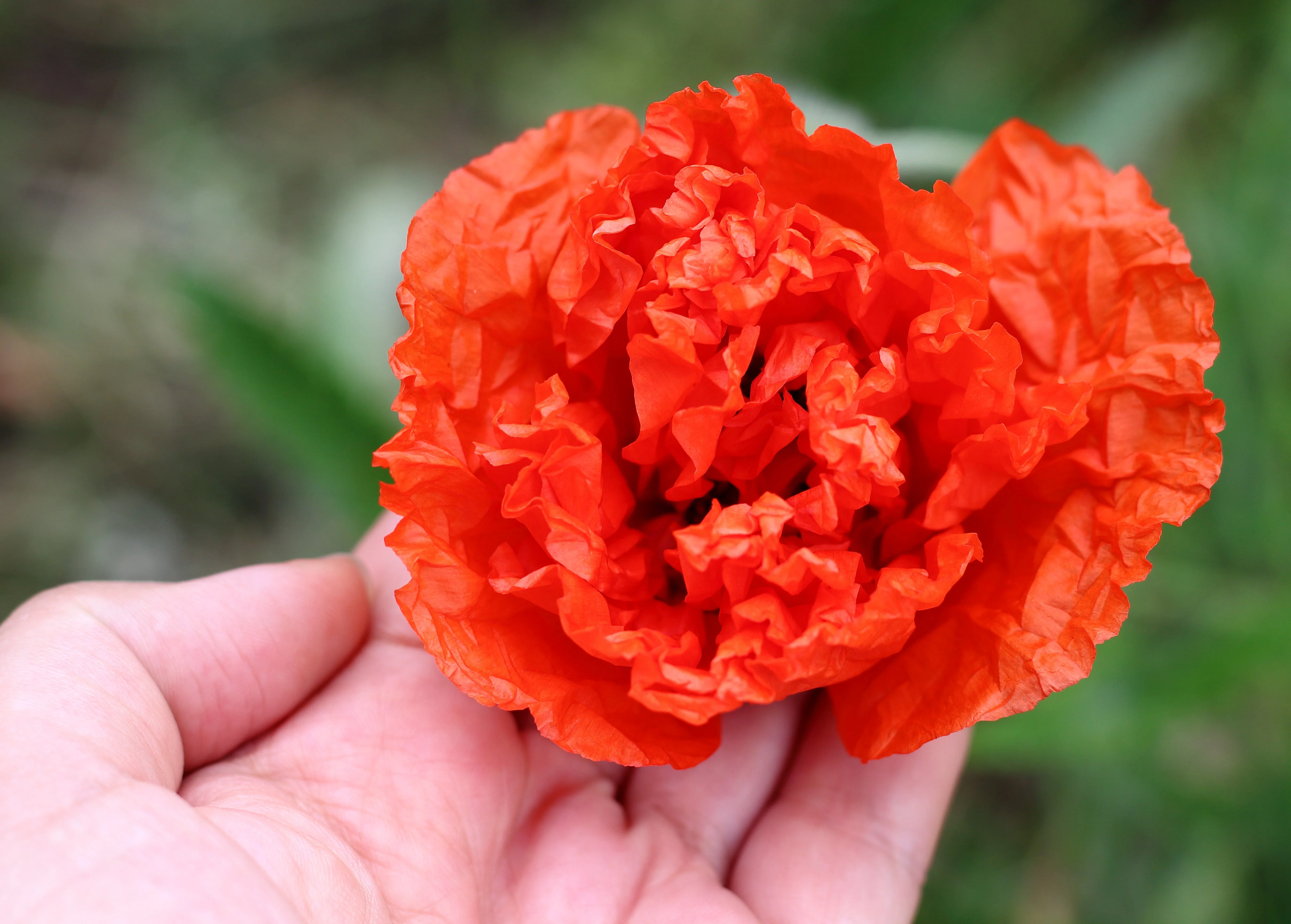 100 Giant Double RED PEONY POPPY Papaver Peoniflorum Flower Seeds - Image 4