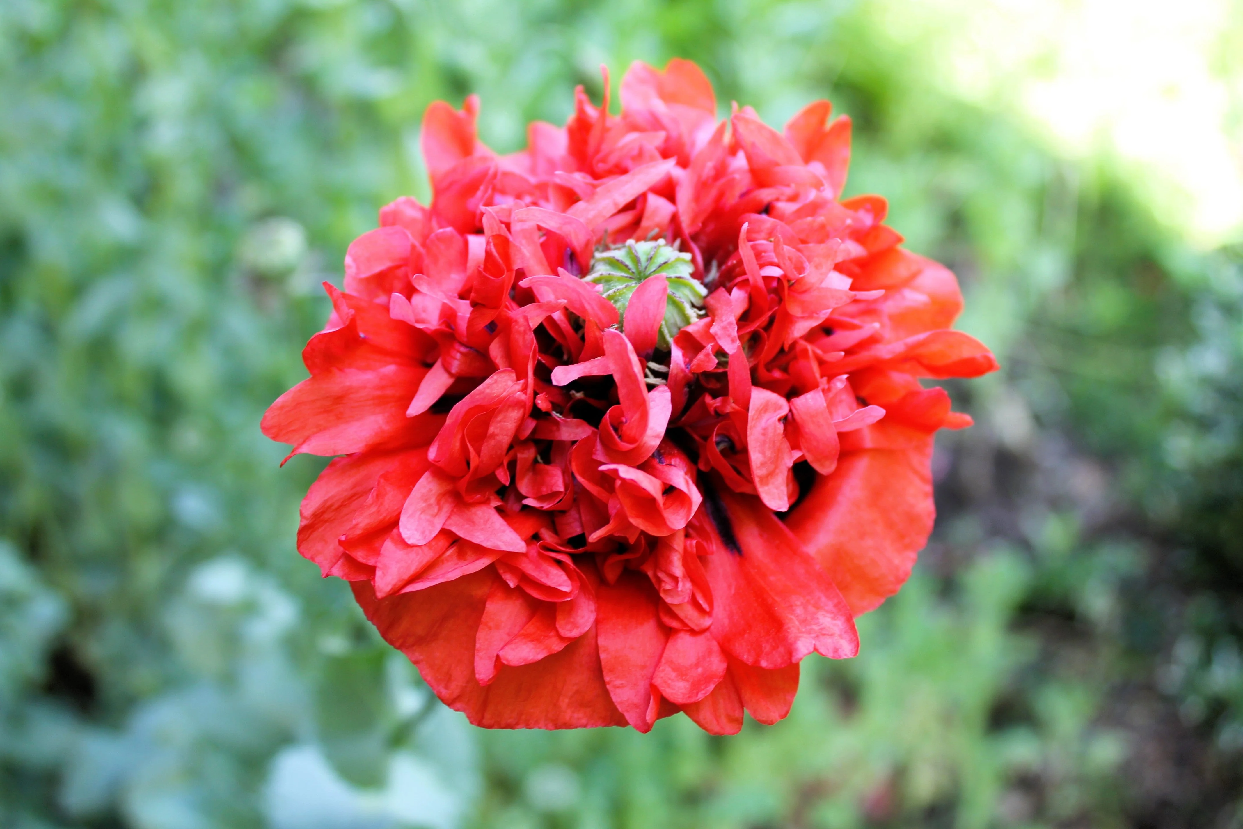 100 Giant Double RED PEONY POPPY Papaver Peoniflorum Flower Seeds - Image 5