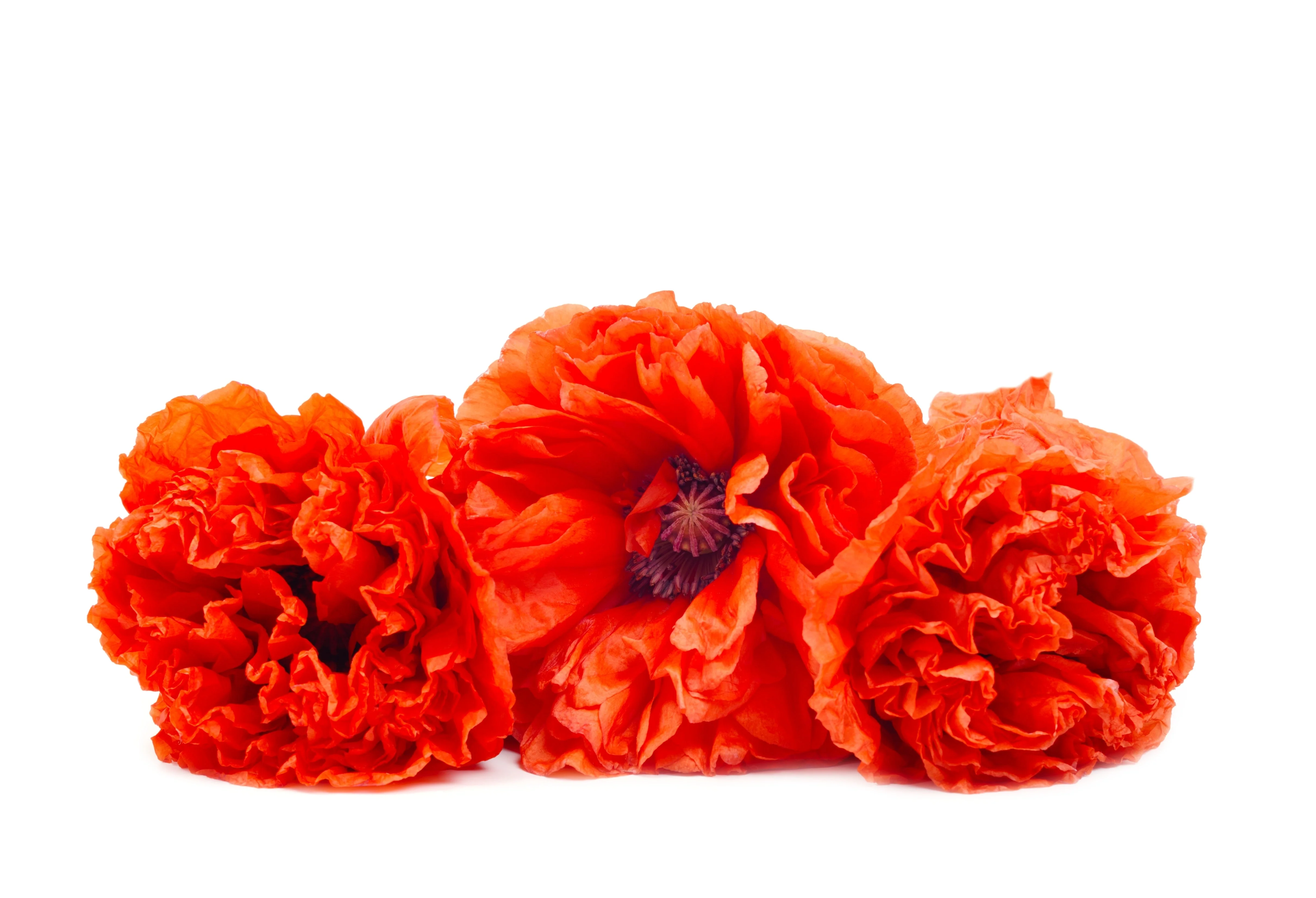 100 Giant Double RED PEONY POPPY Papaver Peoniflorum Flower Seeds - Image 6