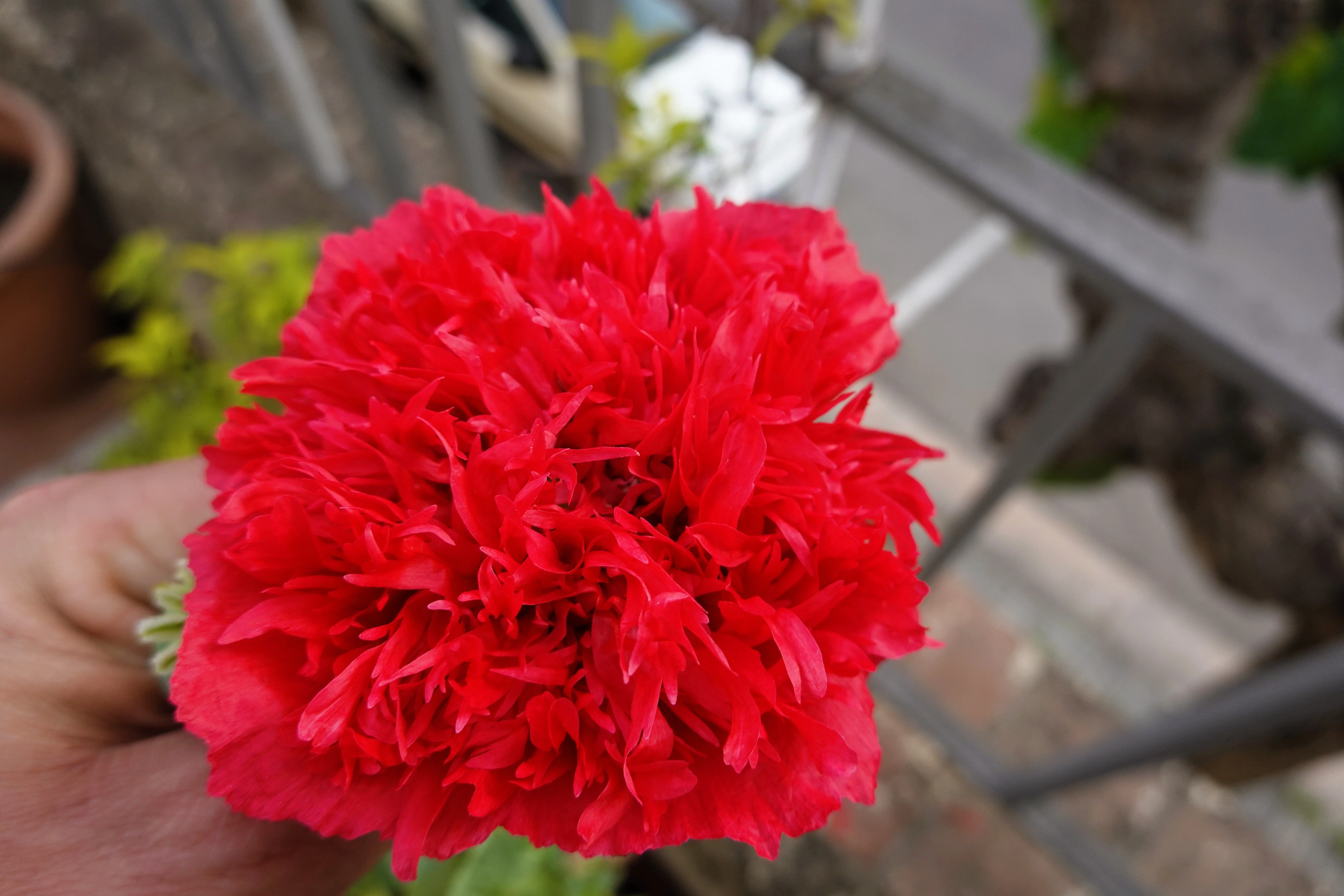 100 Giant Double RED PEONY POPPY Papaver Peoniflorum Flower Seeds - Image 7