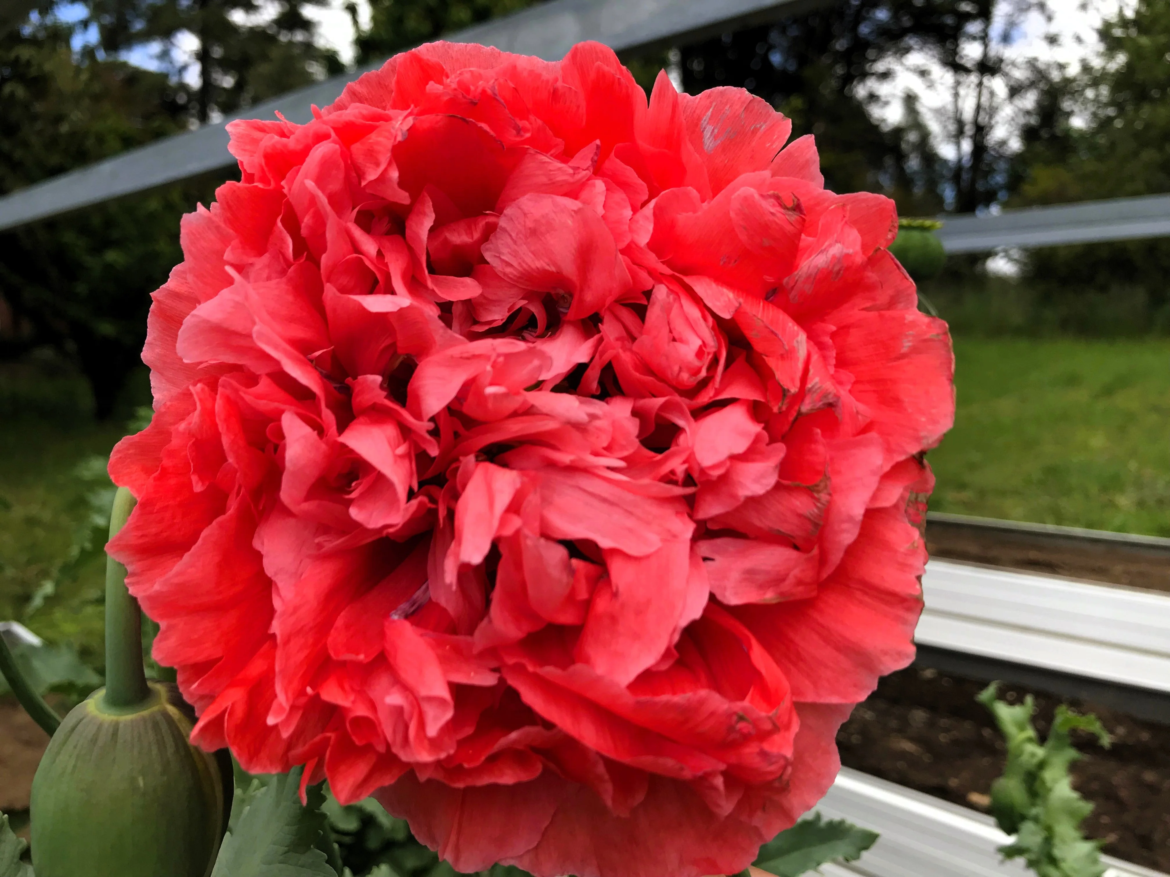 100 Giant Double RED PEONY POPPY Papaver Peoniflorum Flower Seeds - Image 8