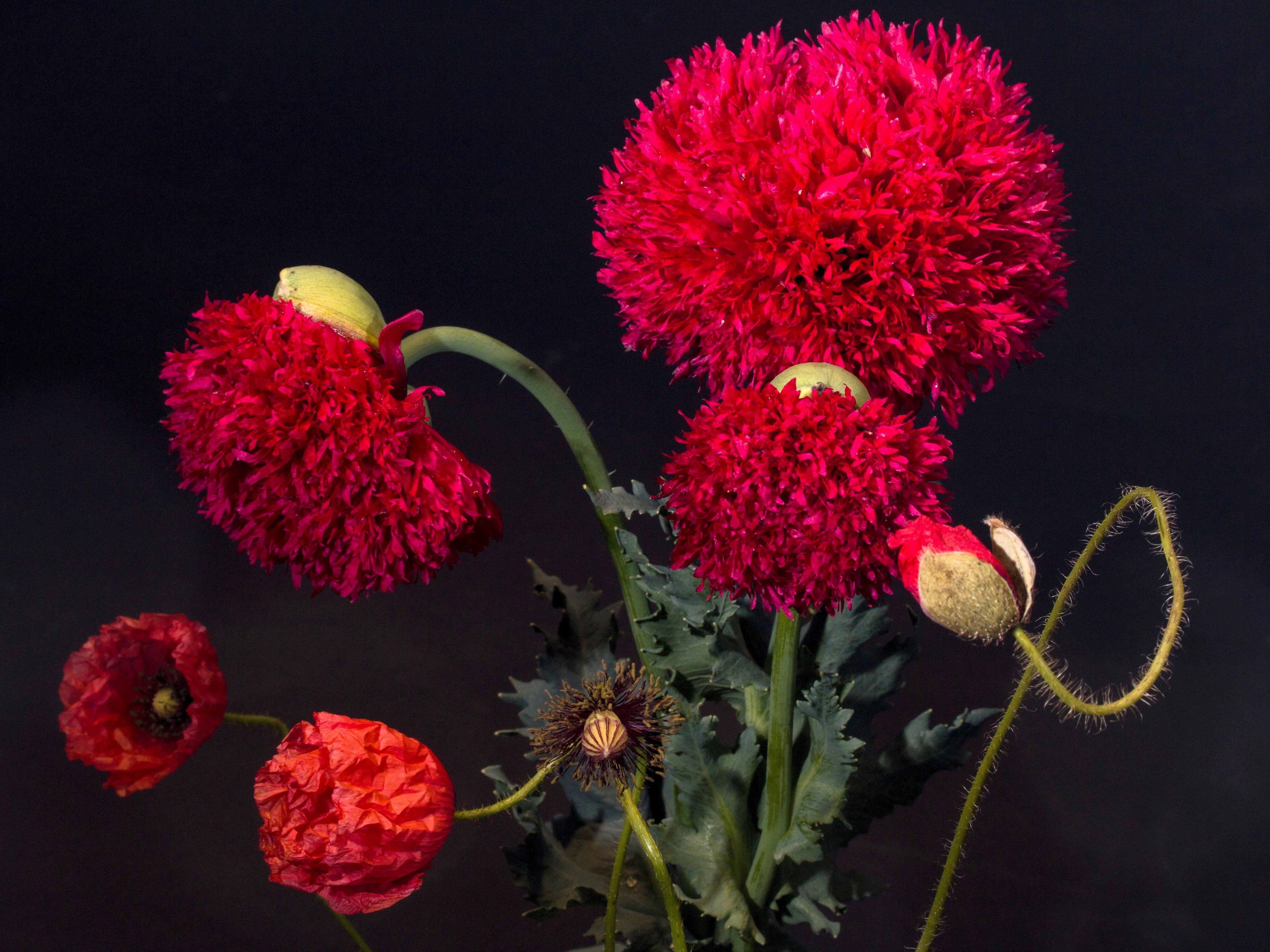 100 Giant Double RED PEONY POPPY Papaver Peoniflorum Flower Seeds - Image 9