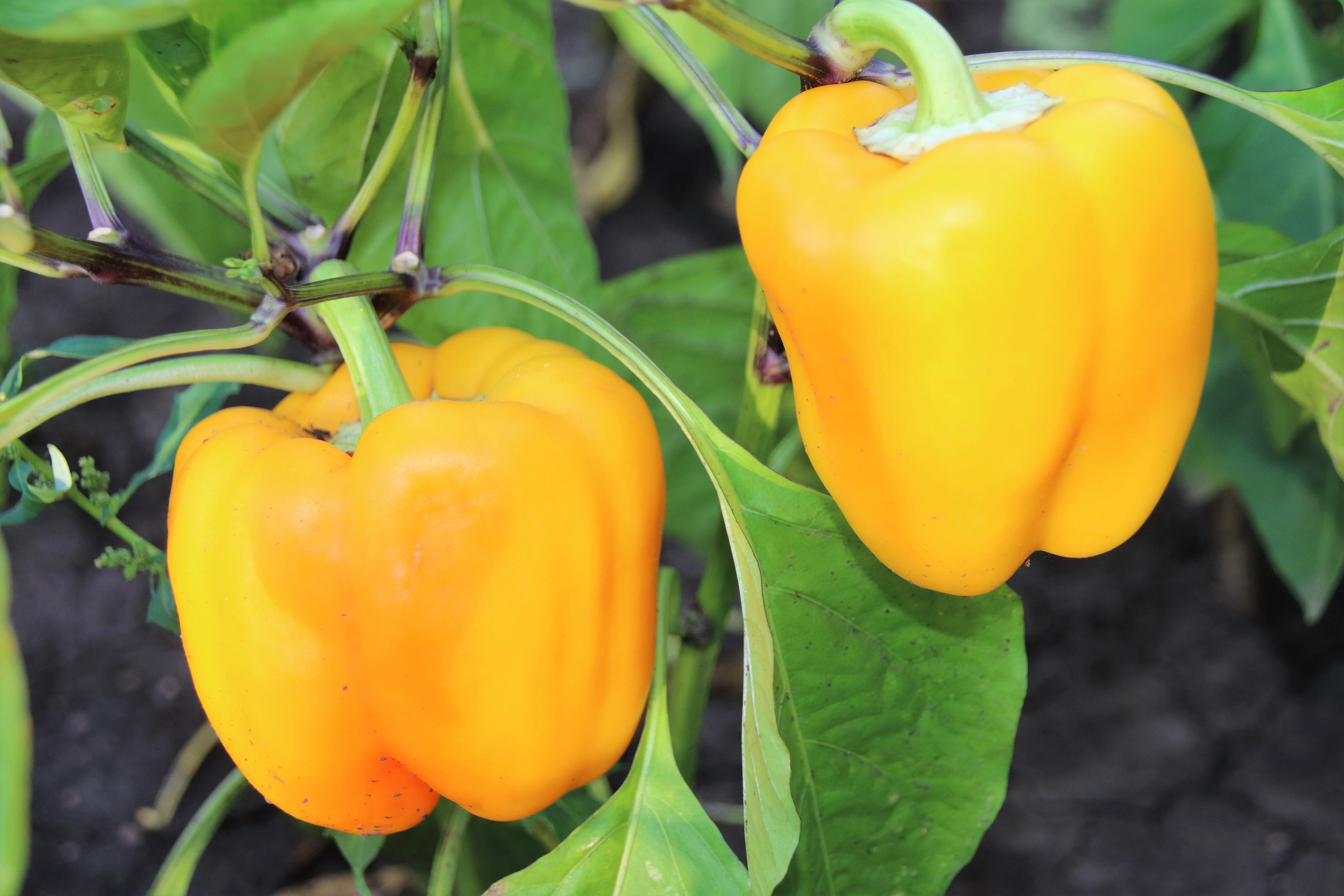 100 Golden YELLOW BELL PEPPER California Wonder Capsicum Annuum Vegetable Seeds - Image 2