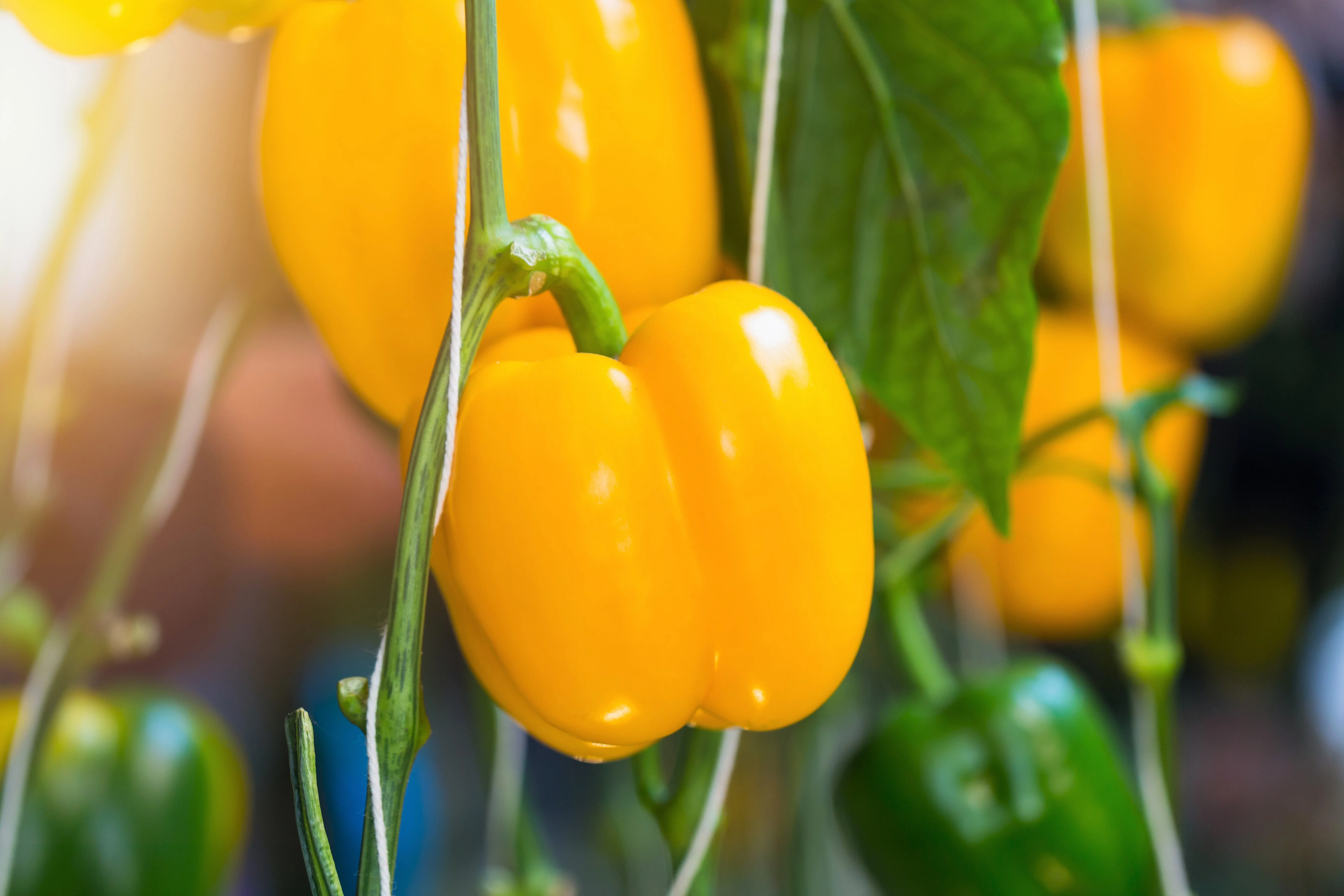 100 Golden YELLOW BELL PEPPER California Wonder Capsicum Annuum Vegetable Seeds - Image 3