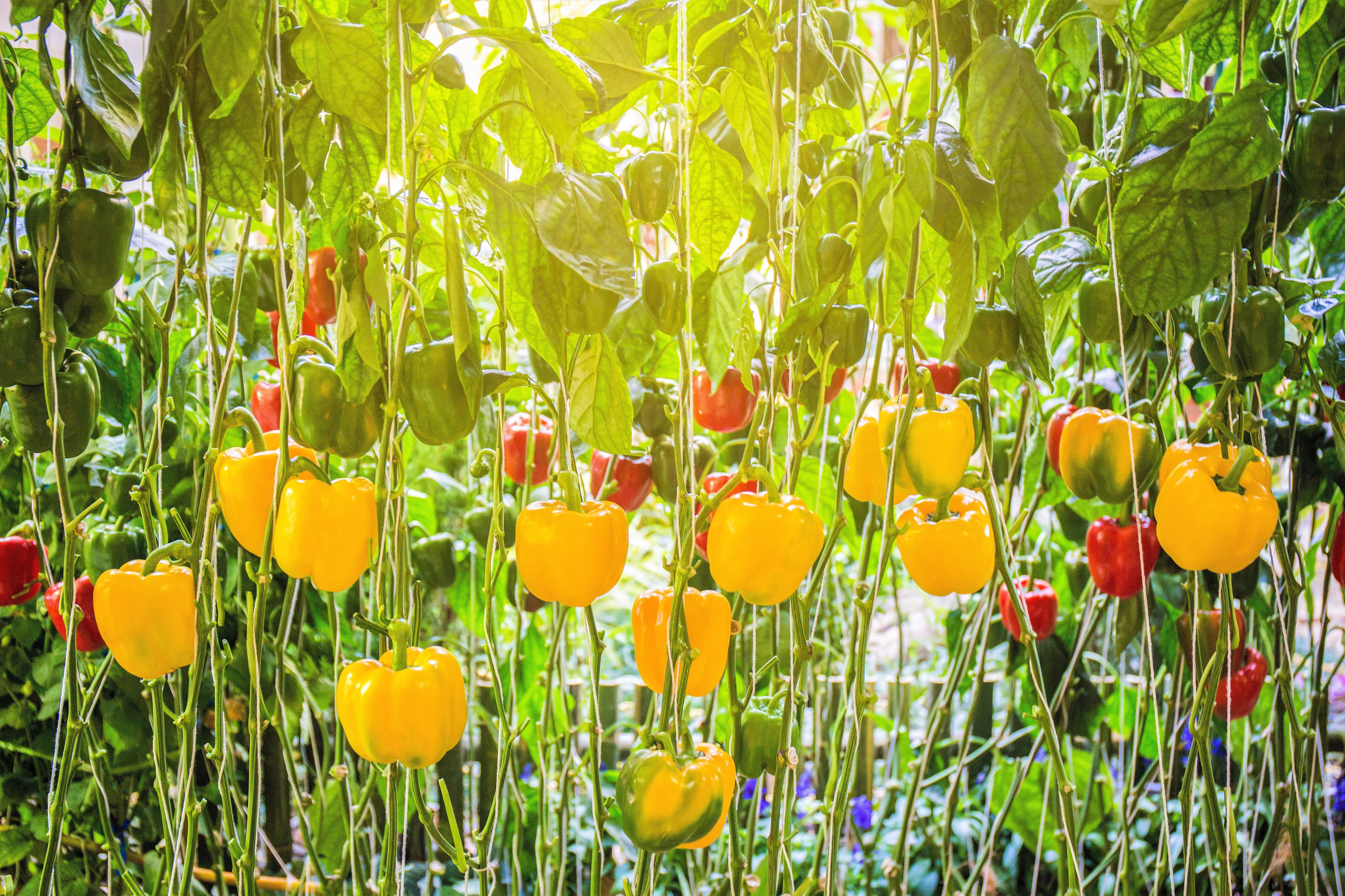 100 Golden YELLOW BELL PEPPER California Wonder Capsicum Annuum Vegetable Seeds - Image 4