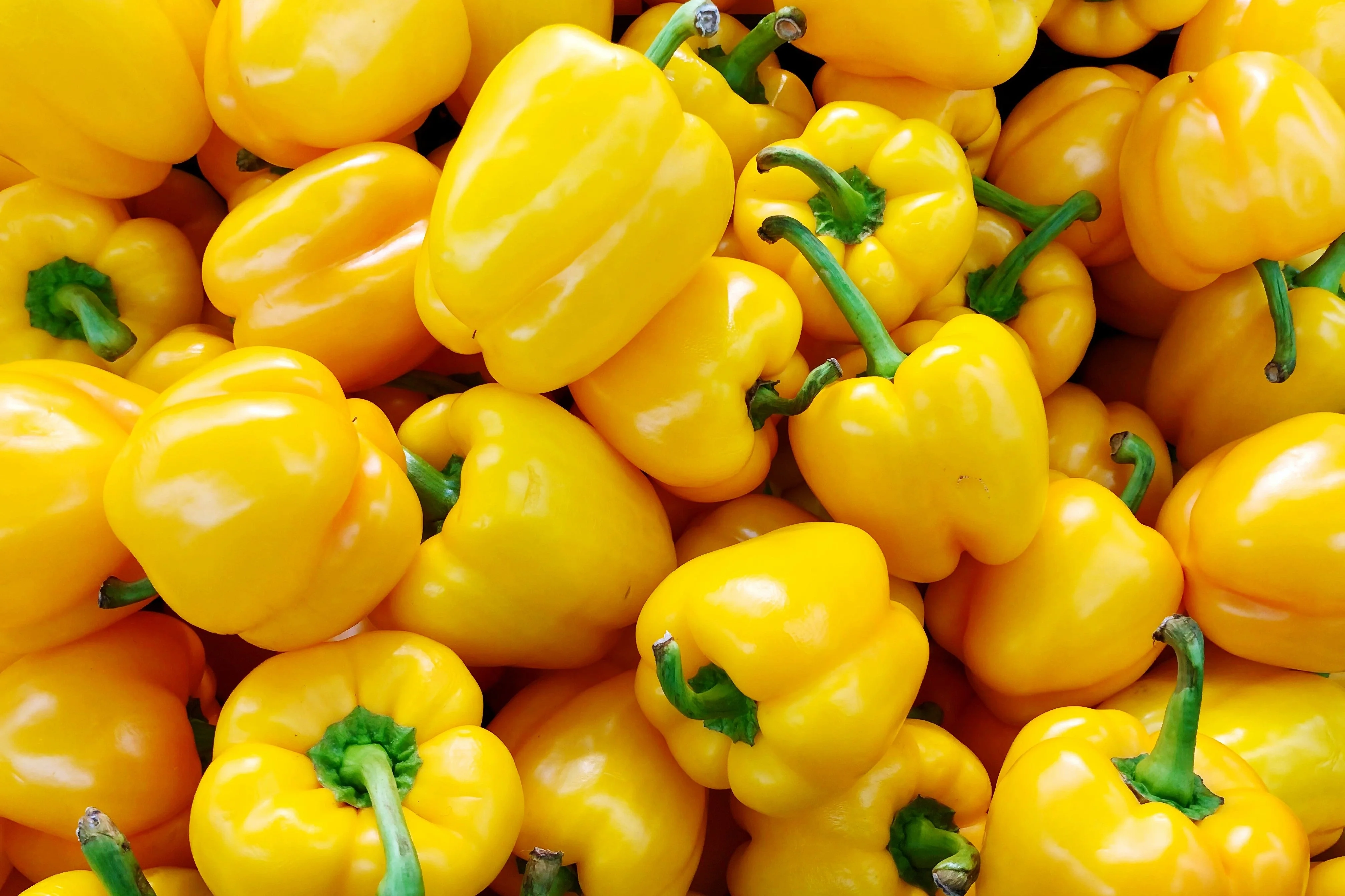 100 Golden YELLOW BELL PEPPER California Wonder Capsicum Annuum Vegetable Seeds - Image 5