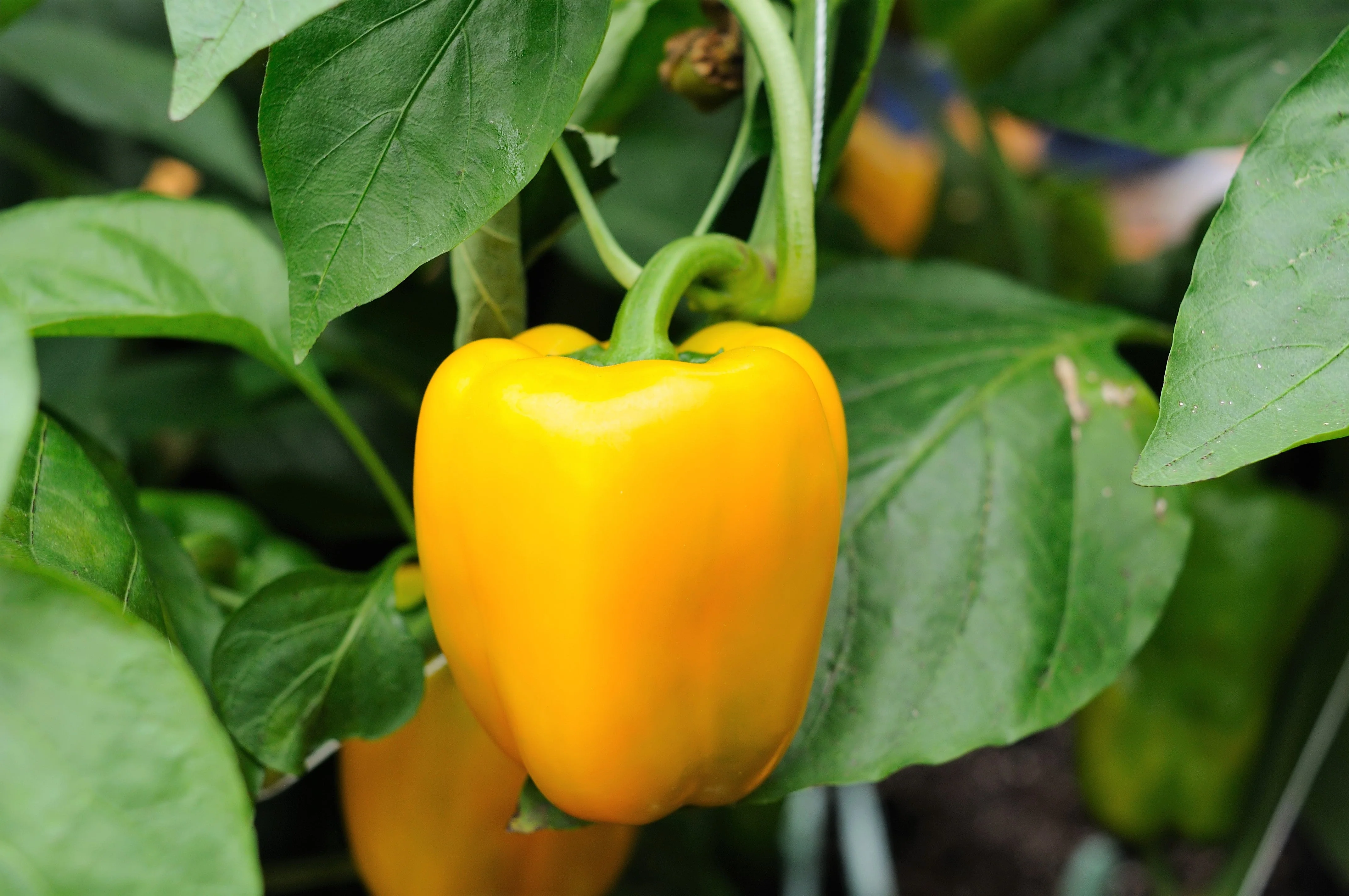 100 Golden YELLOW BELL PEPPER California Wonder Capsicum Annuum Vegetable Seeds - Image 6