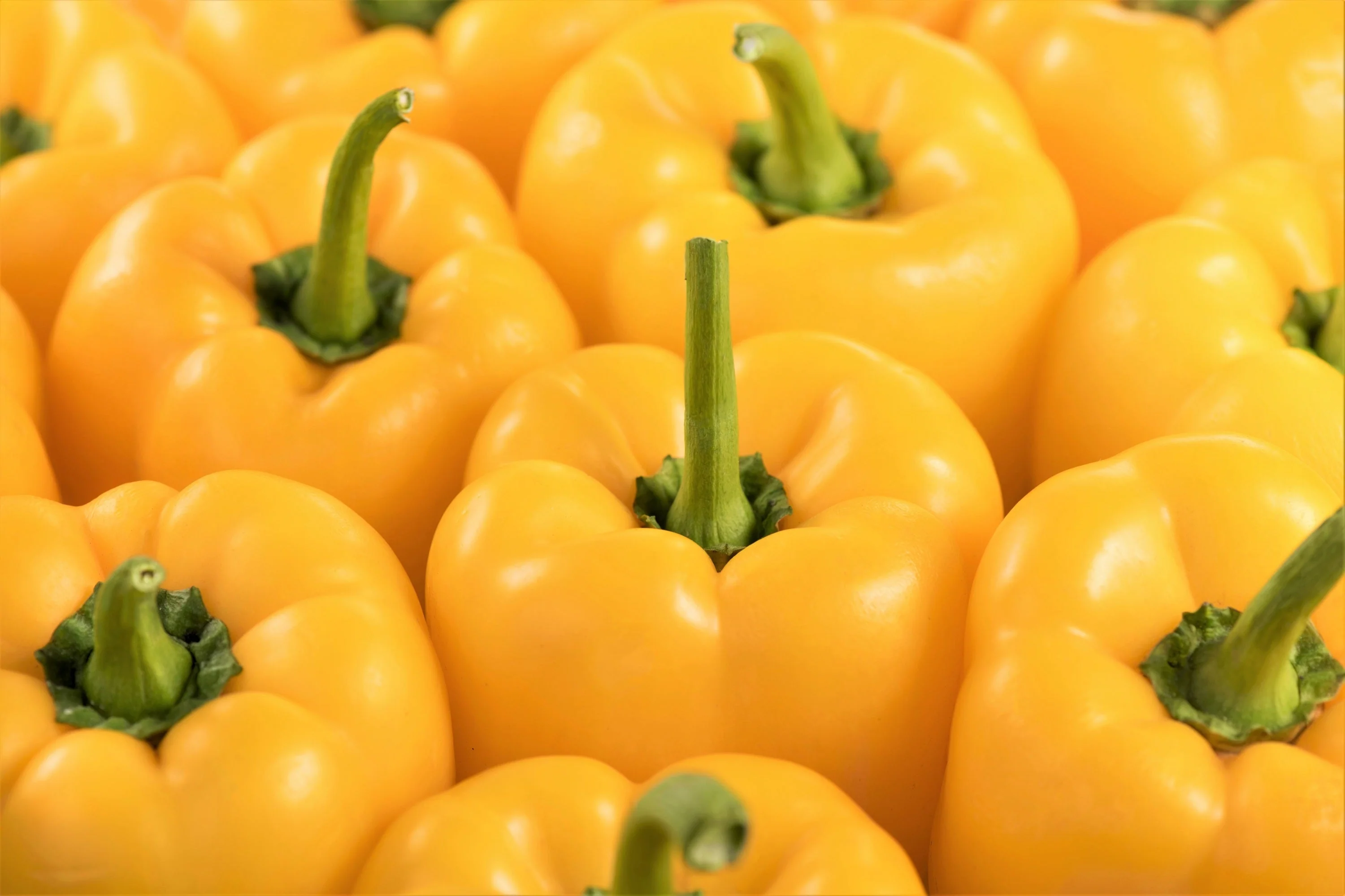 100 Golden YELLOW BELL PEPPER California Wonder Capsicum Annuum Vegetable Seeds - Image 8