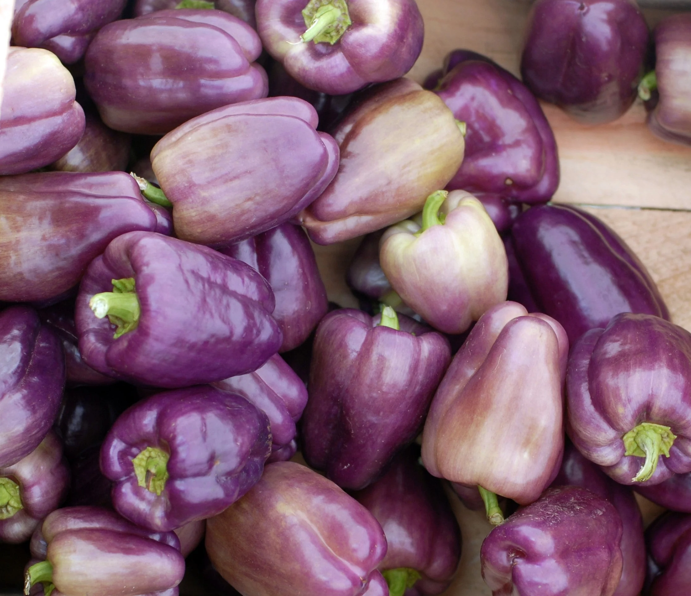 100 LILAC BELL PEPPER Capsicum Annuum Sweet Mild Purple Vegetable Seeds - Image 10