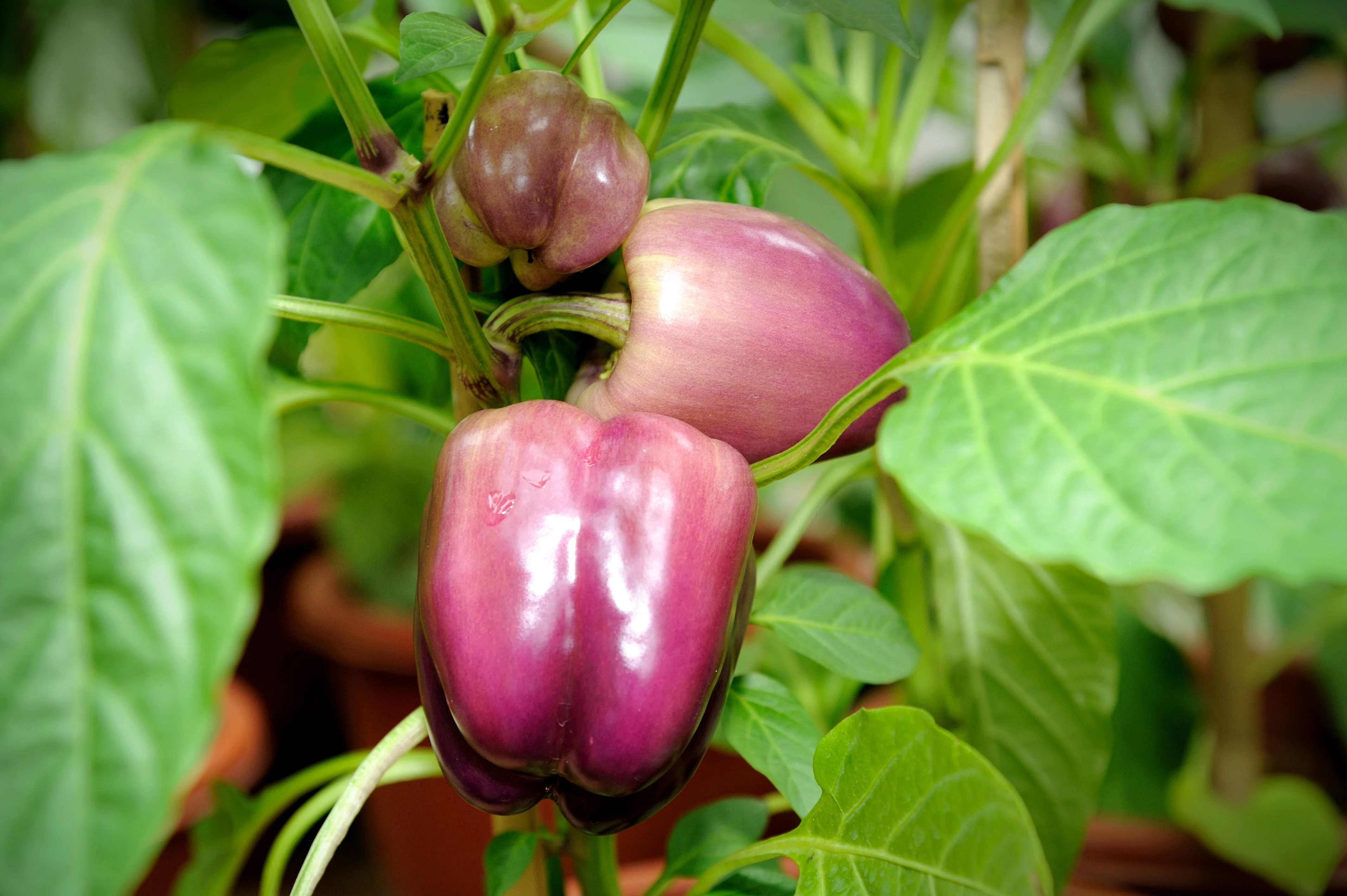 100 LILAC BELL PEPPER Capsicum Annuum Sweet Mild Purple Vegetable Seeds - Image 2