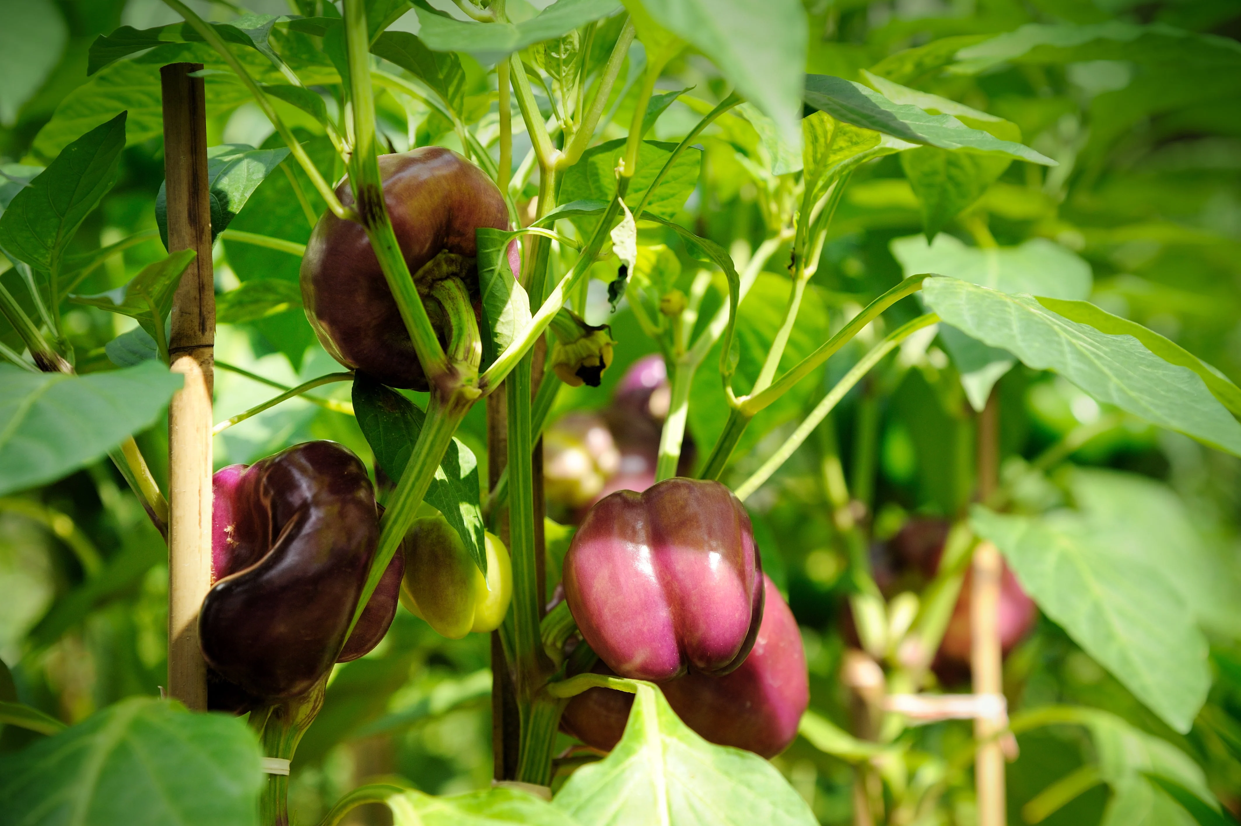 100 LILAC BELL PEPPER Capsicum Annuum Sweet Mild Purple Vegetable Seeds - Image 4
