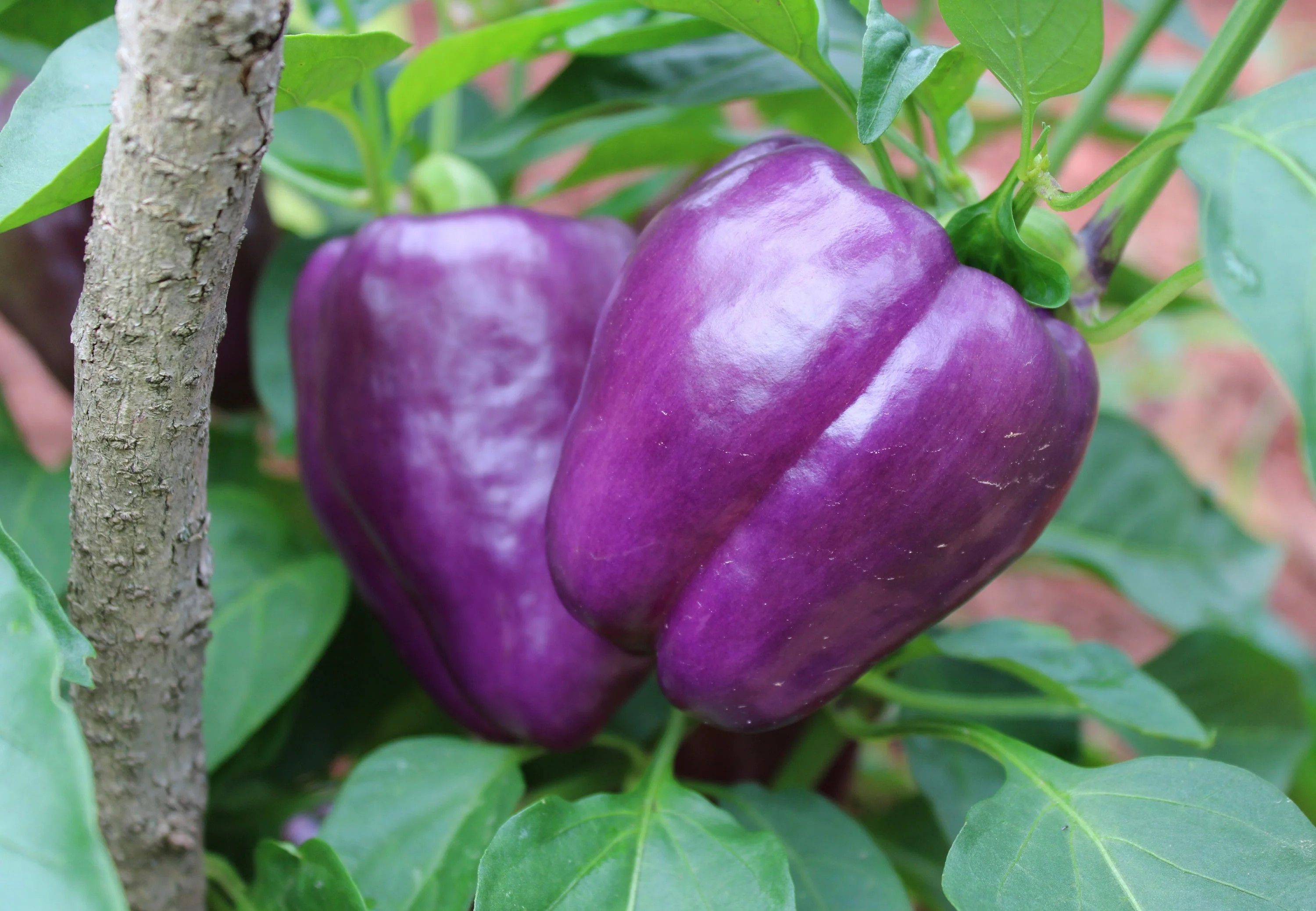 100 LILAC BELL PEPPER Capsicum Annuum Sweet Mild Purple Vegetable Seeds - Image 8